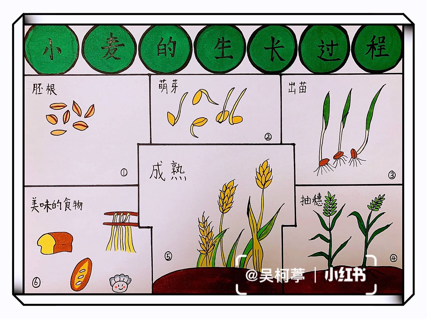 小麦的生长过程