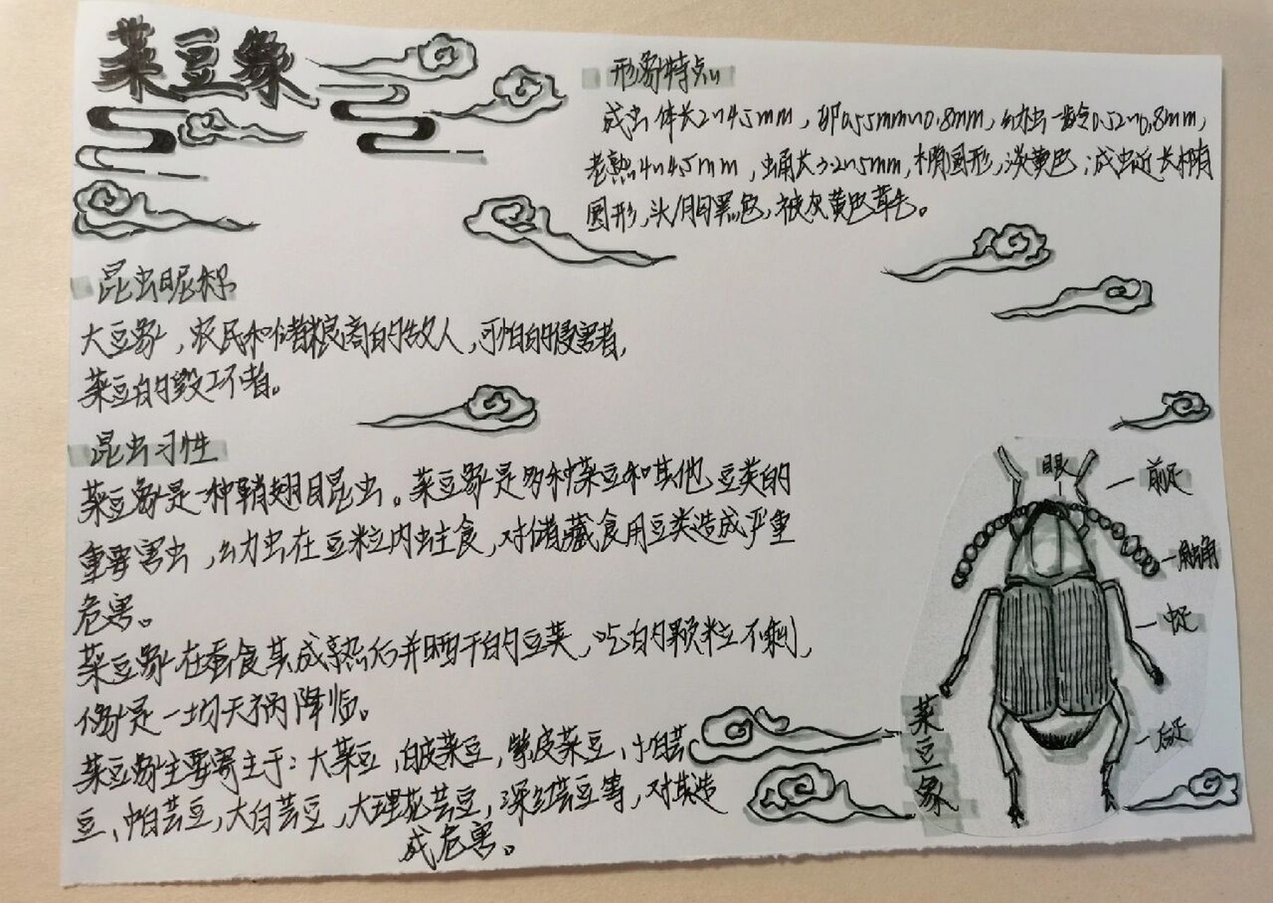 昆虫名片    昆虫名片:豌豆象,菜豆象
