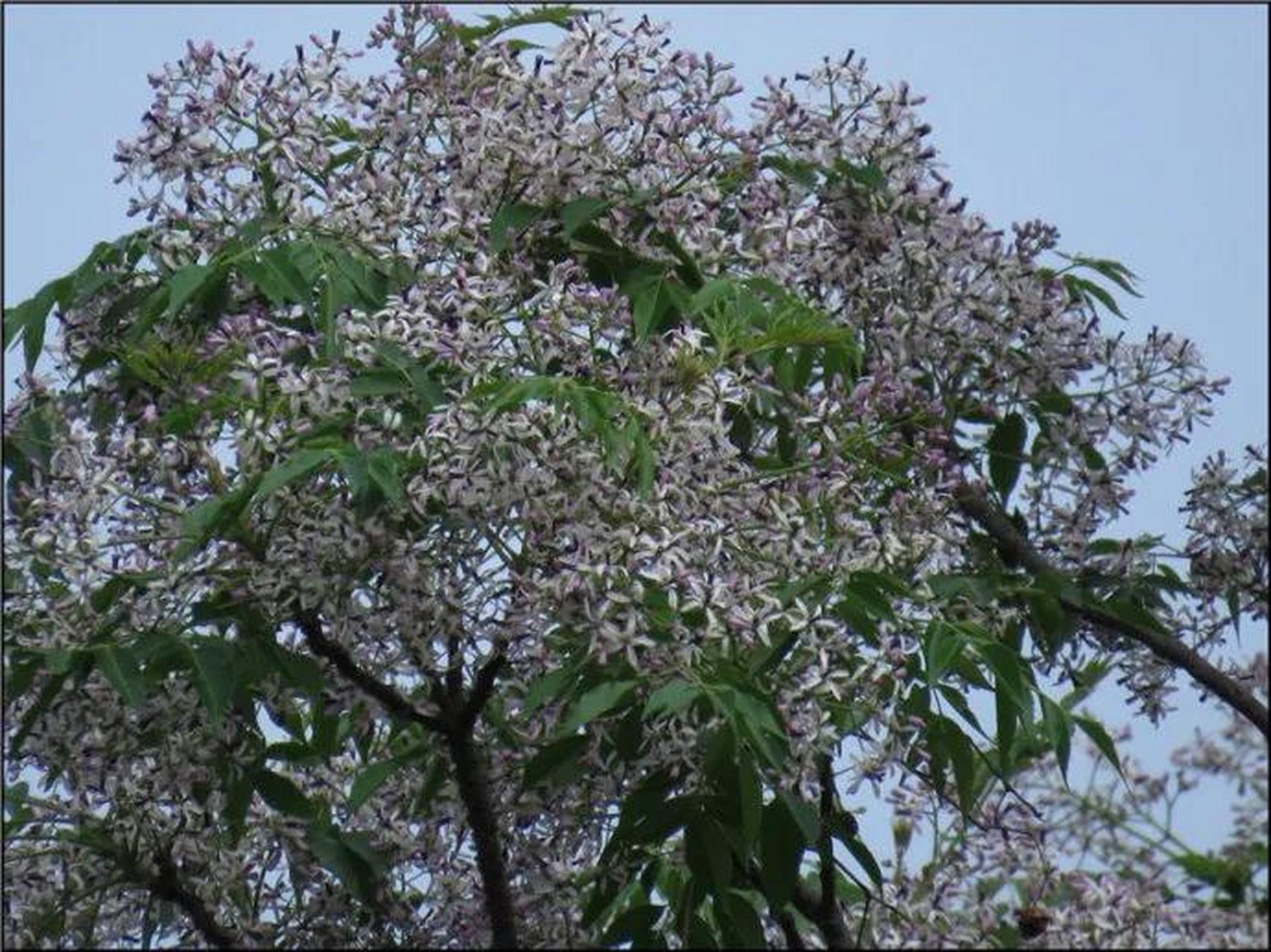 在四川,叫它"川楝子";  在欧洲,它叫"波斯丁香"   苦楝树传入欧洲已有
