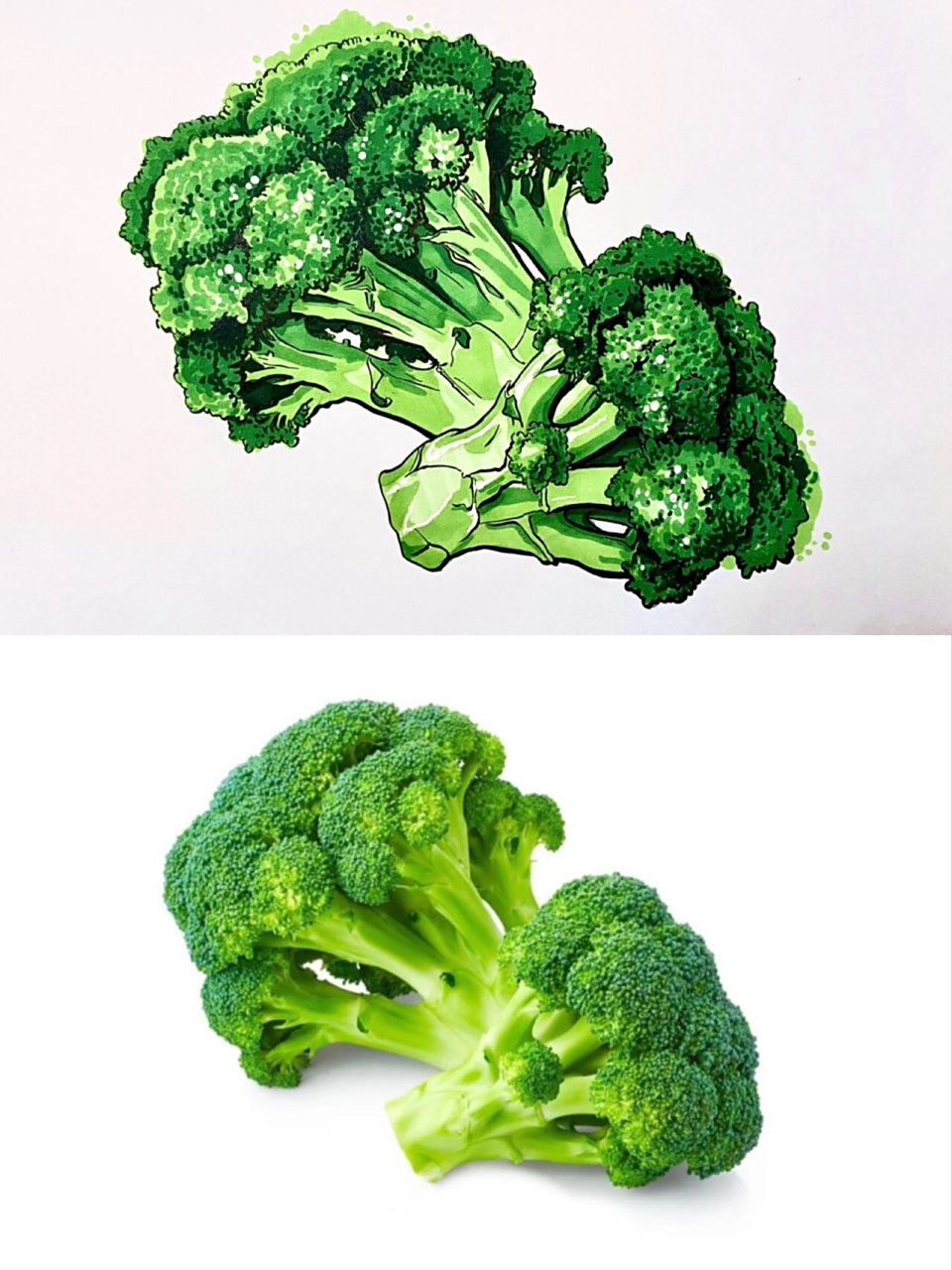 西兰花06写生 蔬菜写生 西兰花图片写生素材 马克笔画