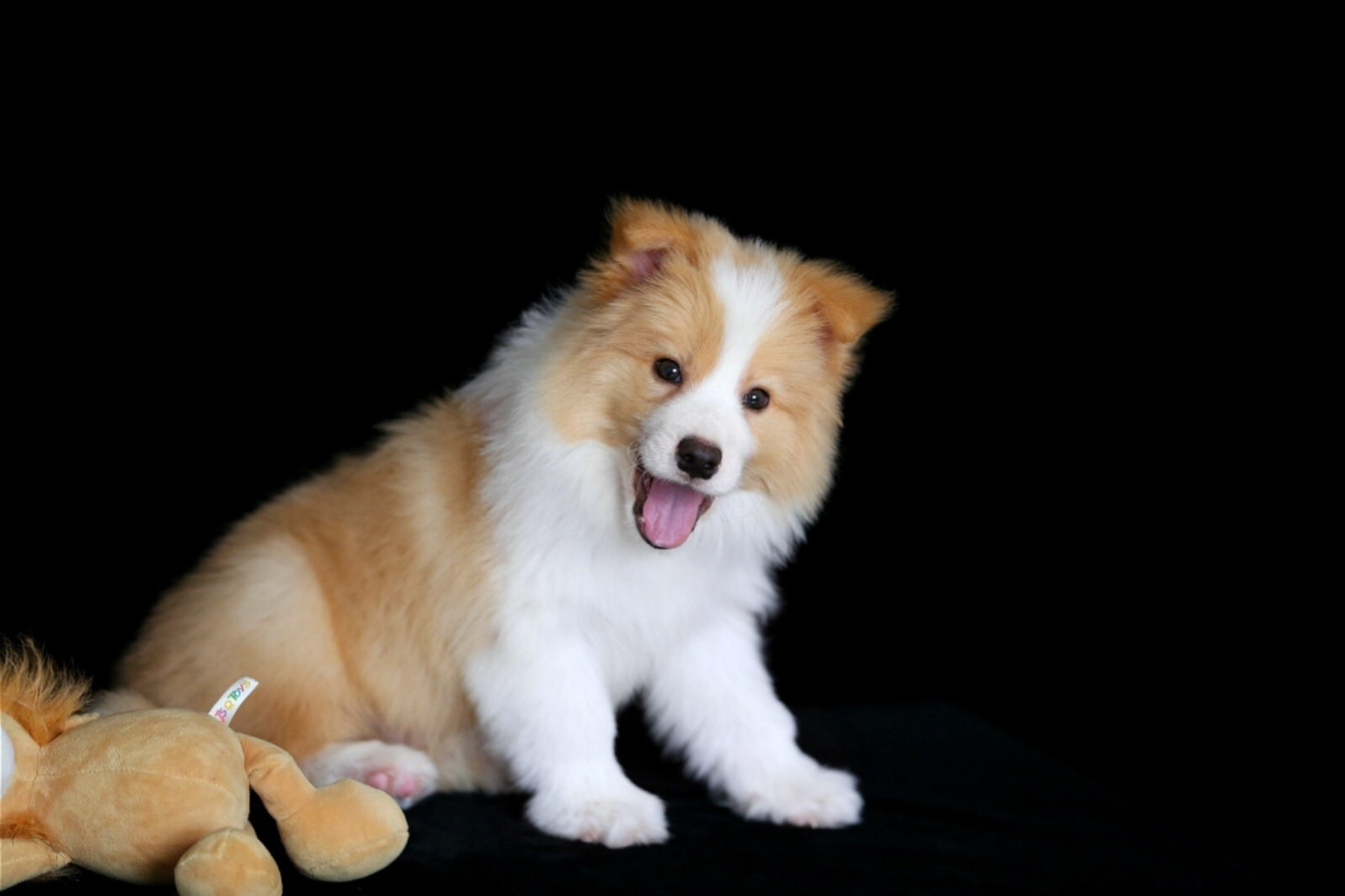 聊聊黄白色边境牧羊犬的颜色基因!