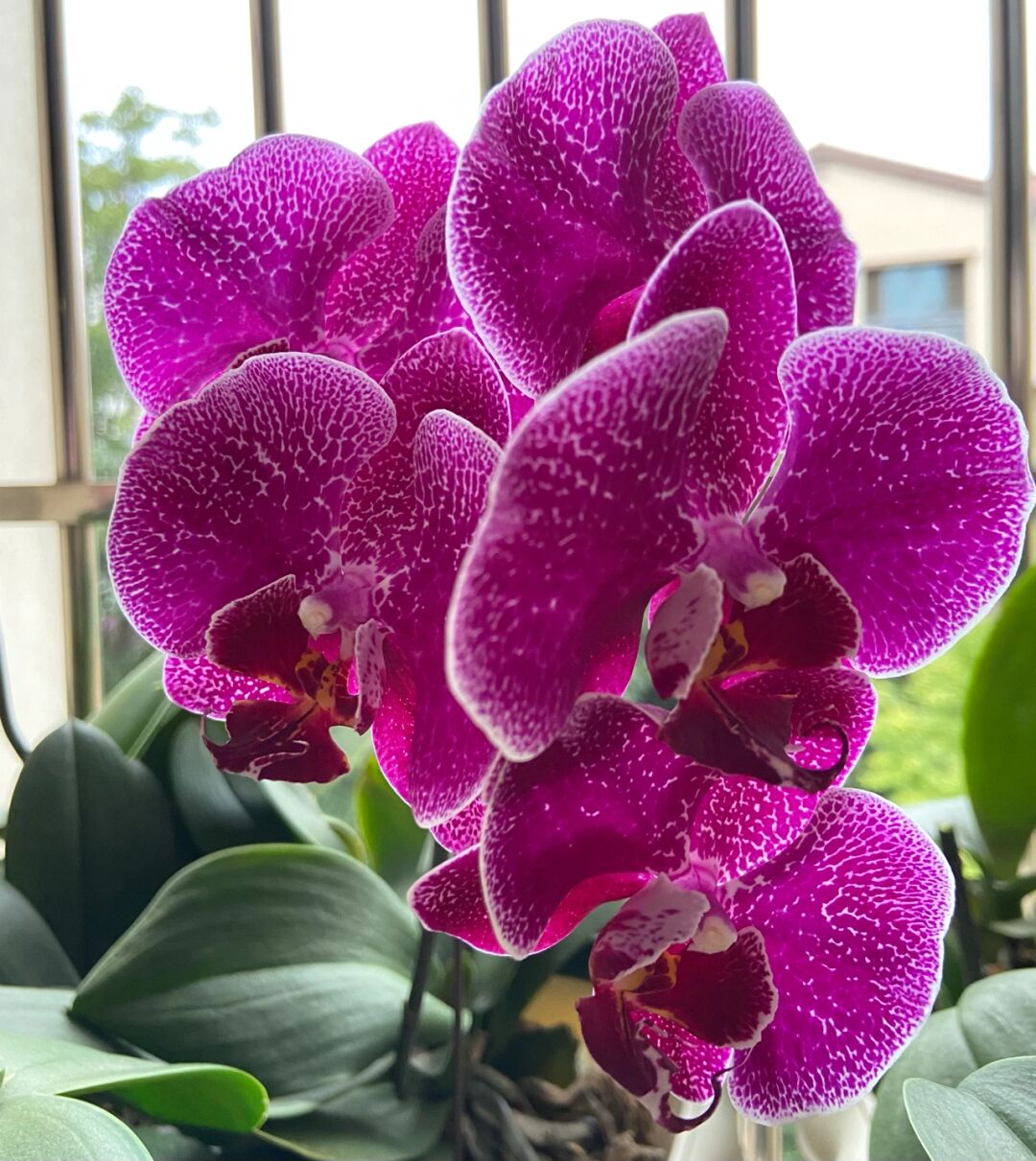 法国斑蝴蝶兰 没想到普通品种也挺惊喜的好看,龙猫大舌头,金边番茄