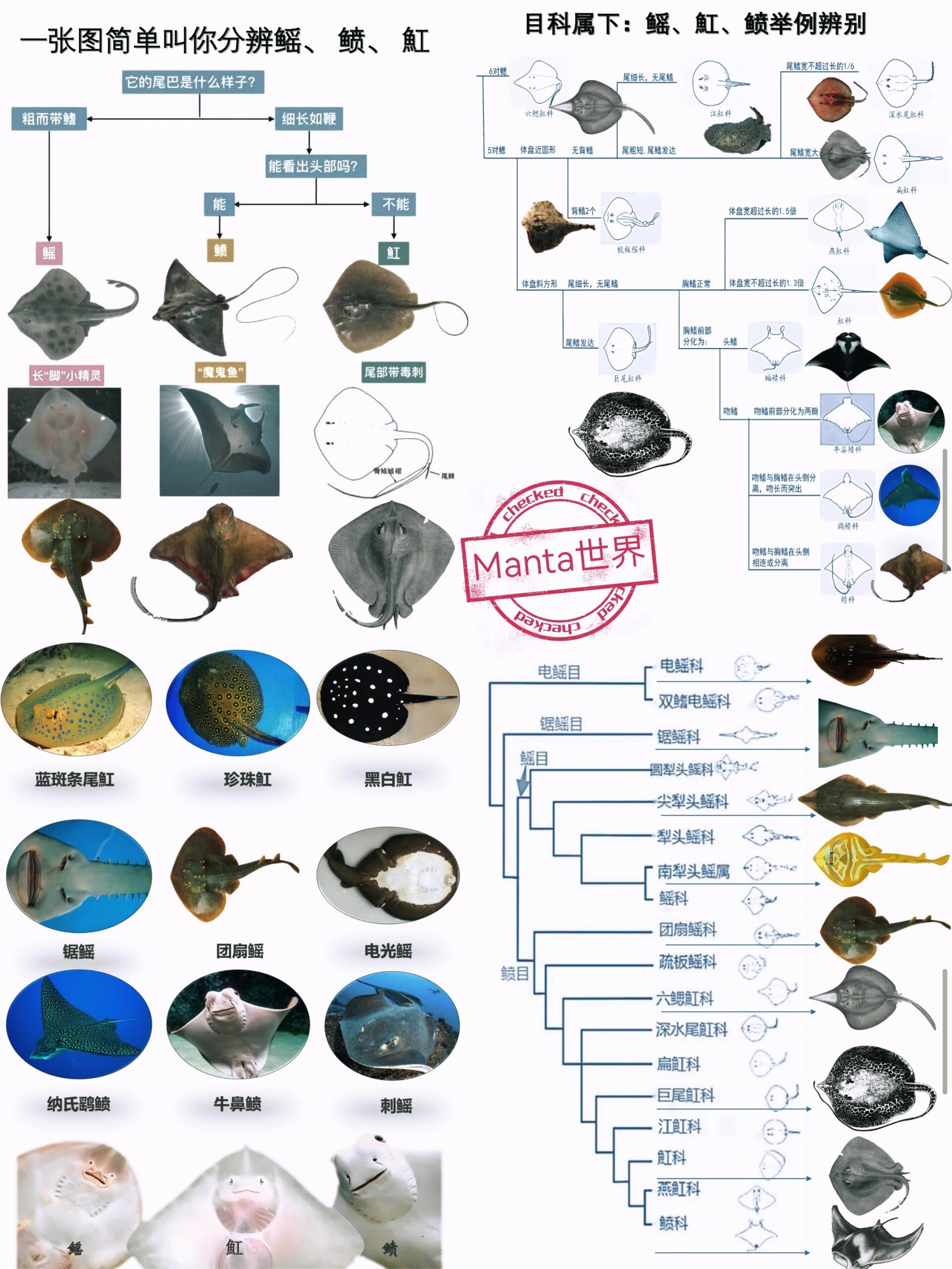 一图简单分辨鲼-鳐-魟
