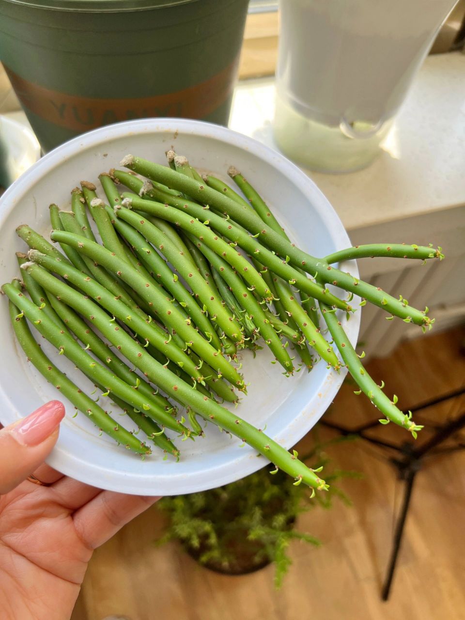 多肉珊瑚棒扦插方法  家里珊瑚棒长得太高啦,想扦插两盆,今天给大家