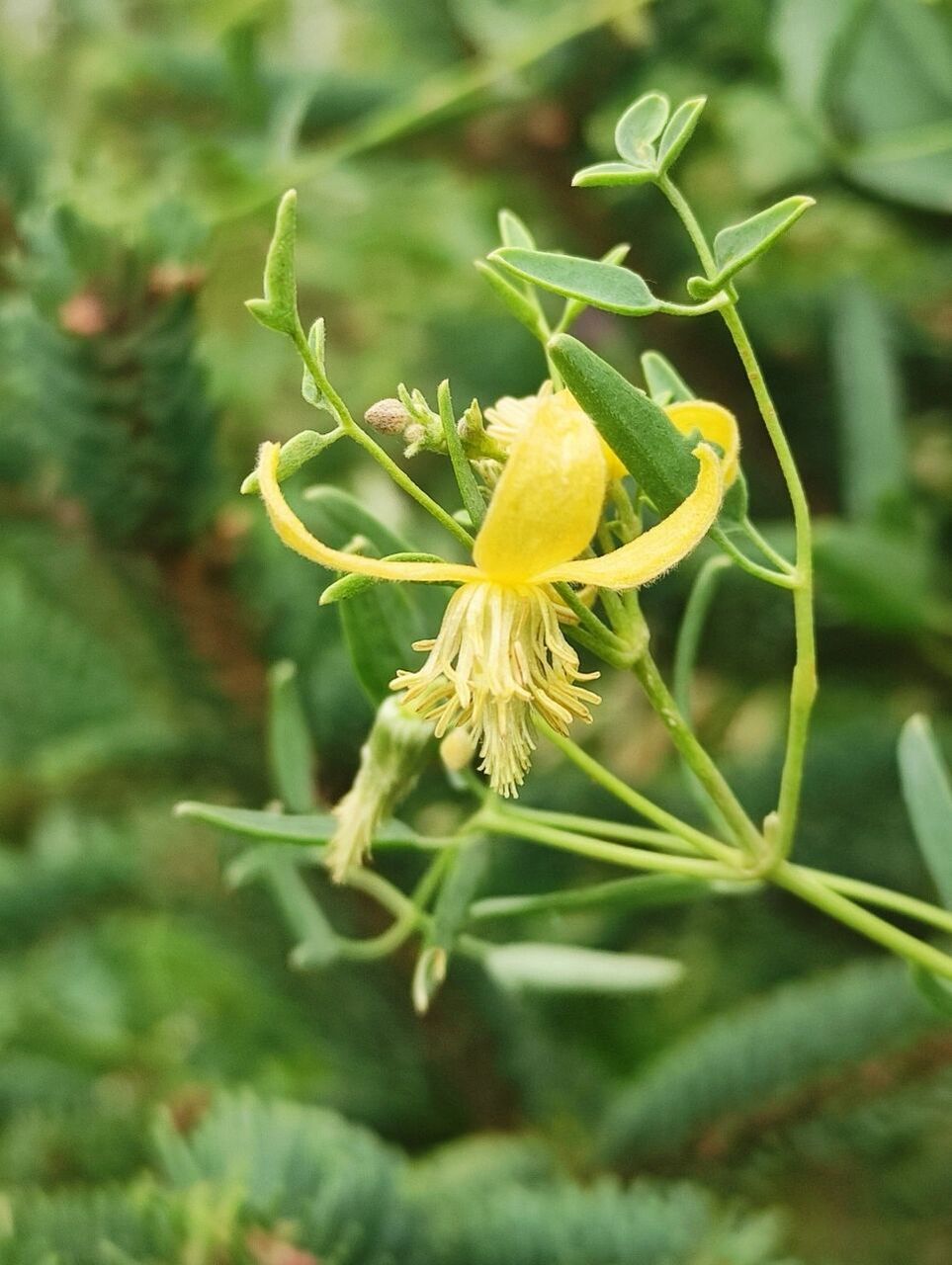 黄花铁线莲 别名又叫透骨草,有祛瘀,利尿,解毒的功效.