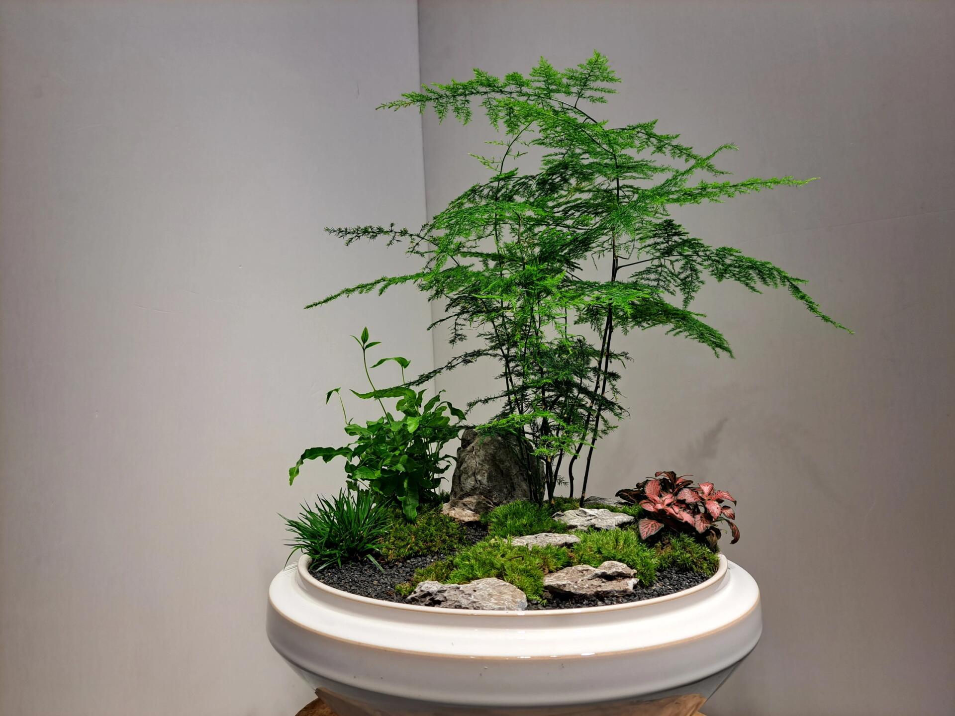 组合盆栽 植物—文竹