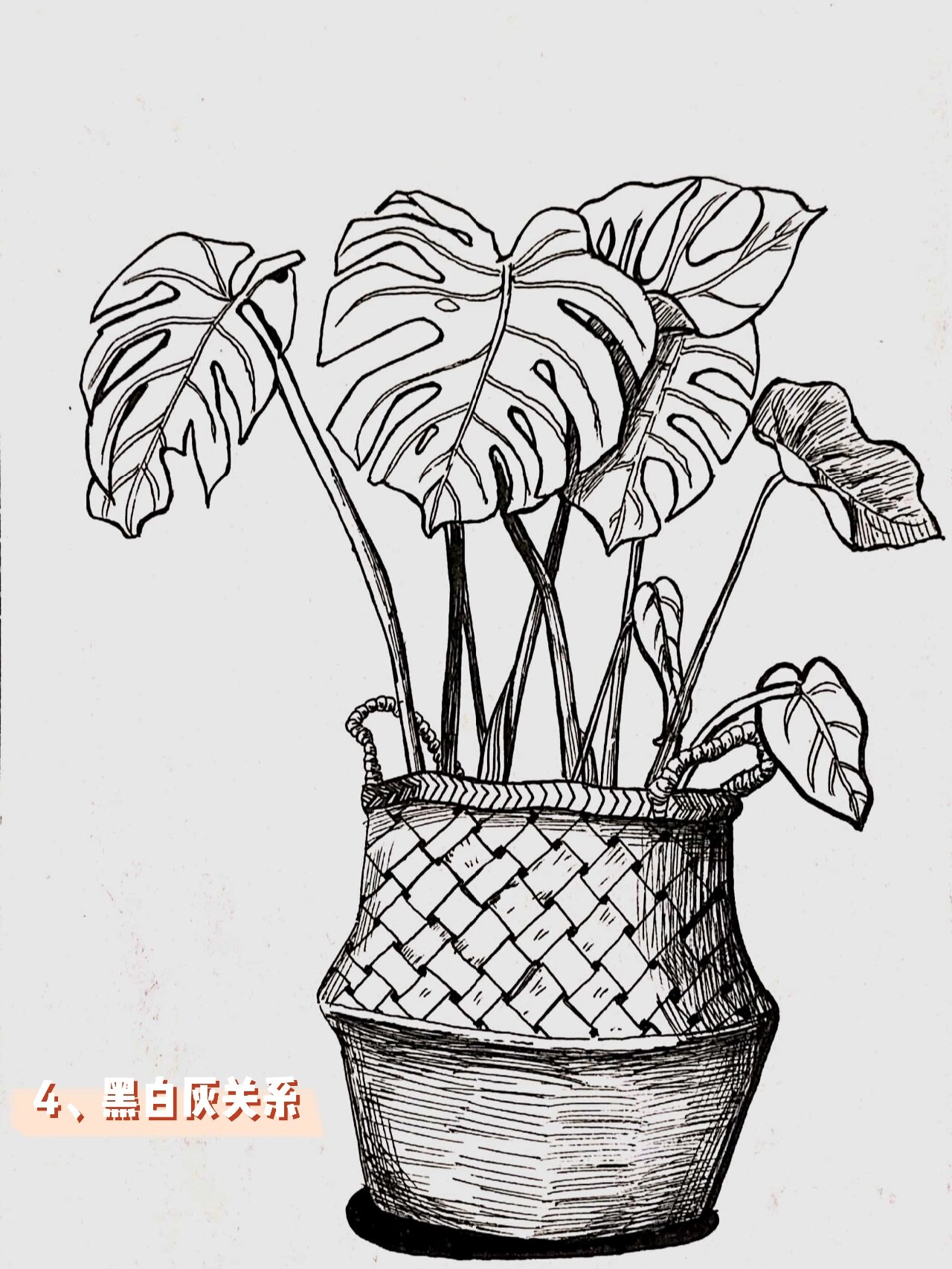写生‖龟背竹线描(素材在最后)