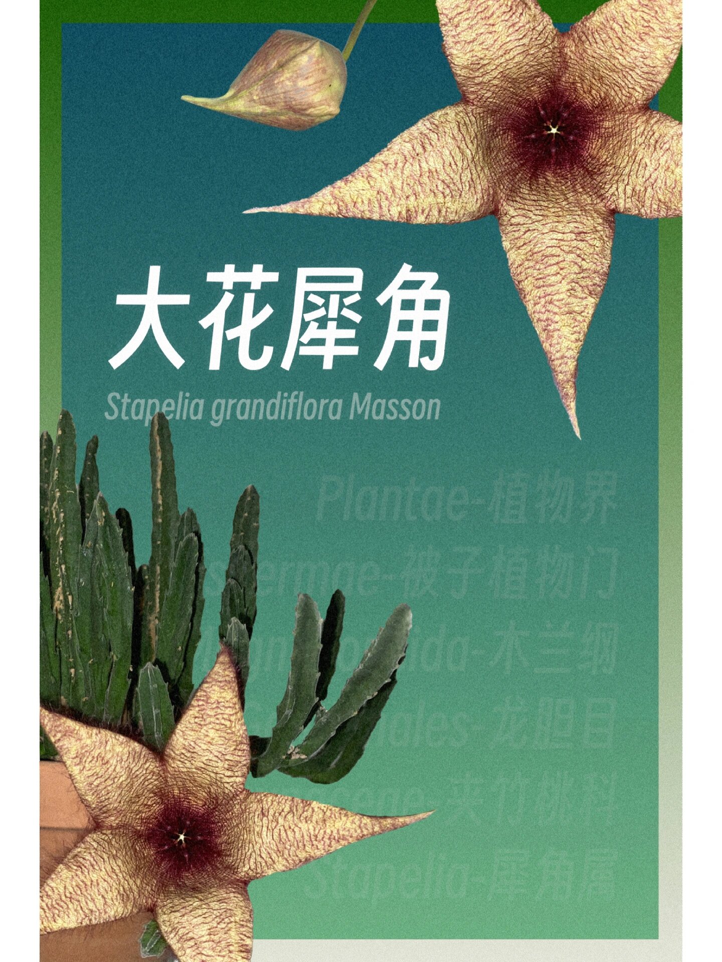 大花犀角/海星花/臭肉花