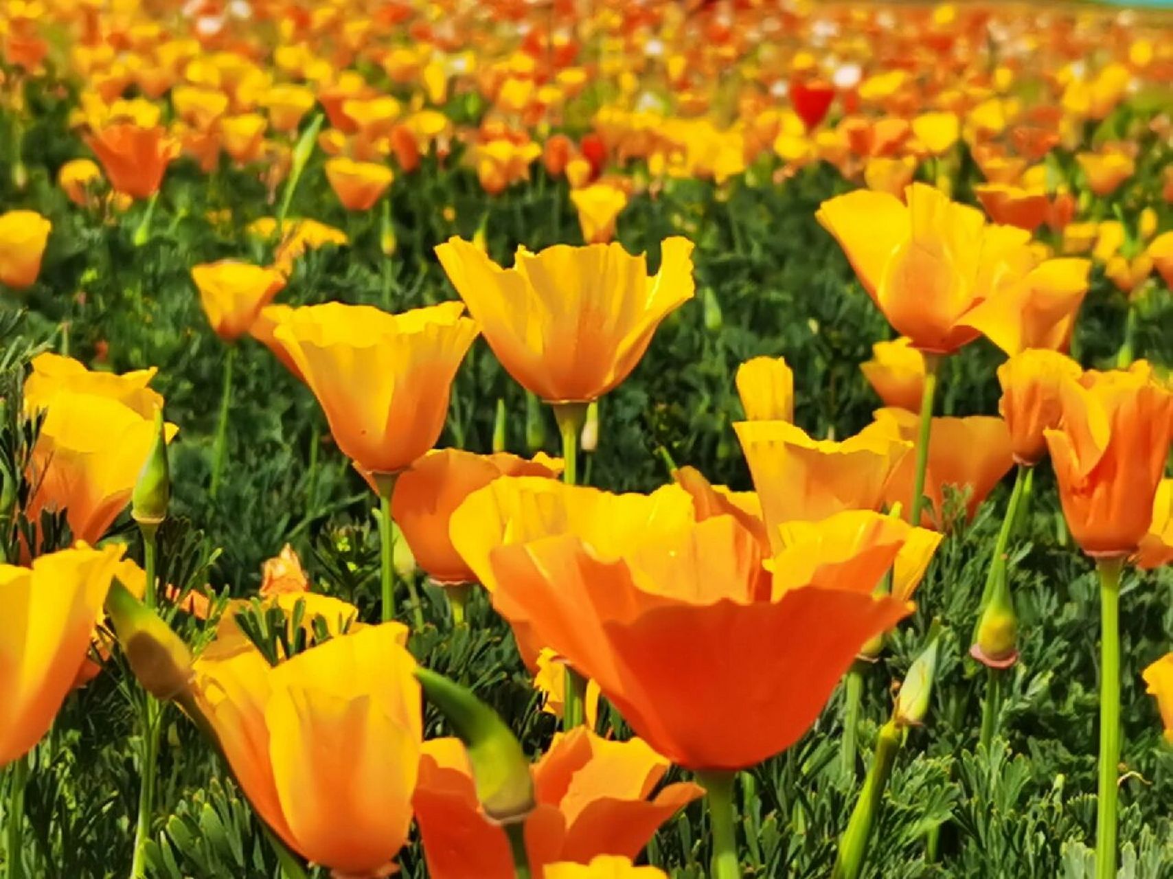 宿州市符离清水西山花海景区虞美人盛开