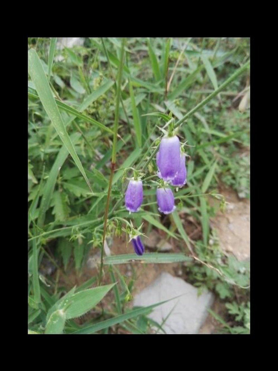 叶片椭圆形;花冠钟形,蓝色 药用部分:轮叶沙参的根 性味归经:性微寒