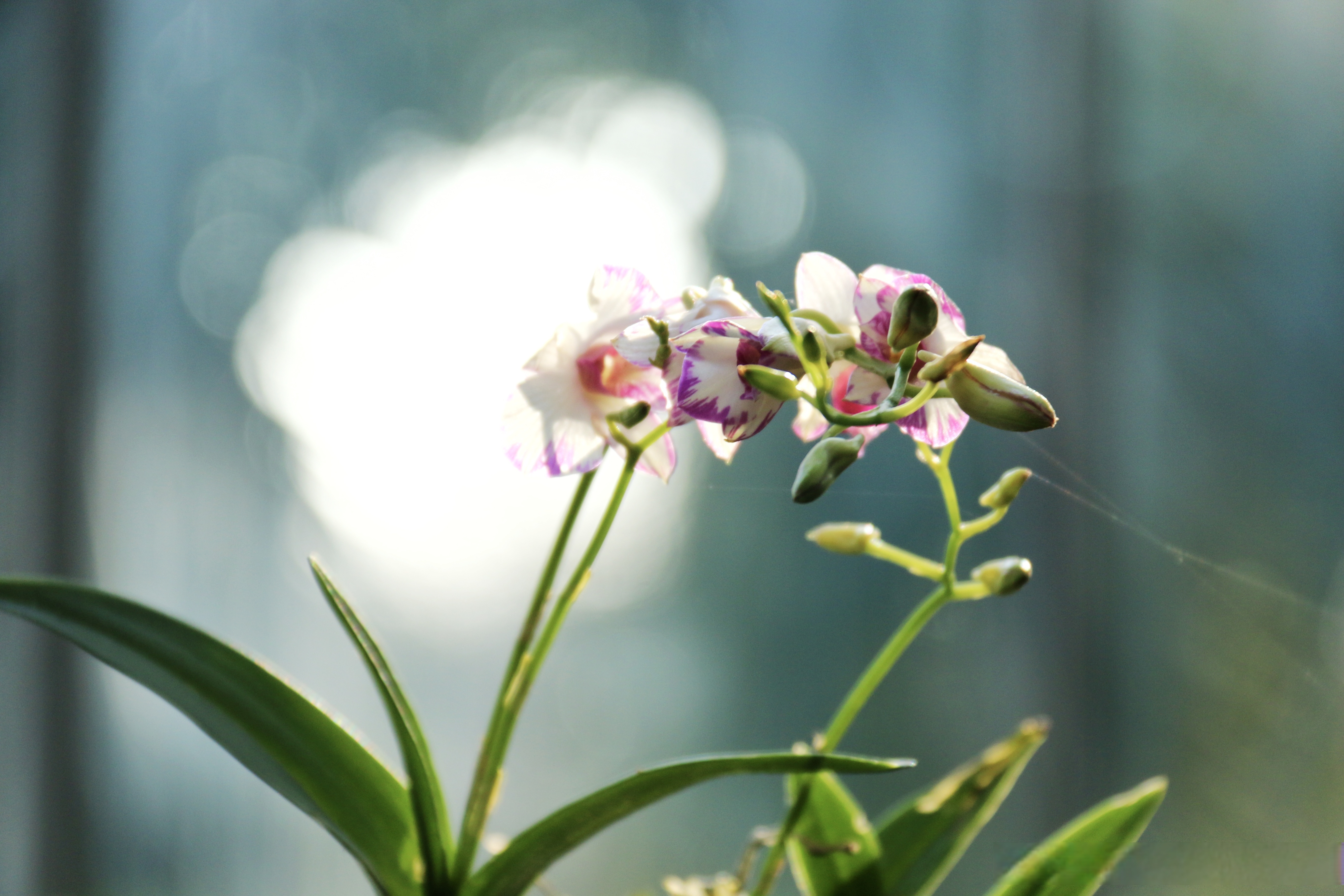 《兰花》【明】薛网