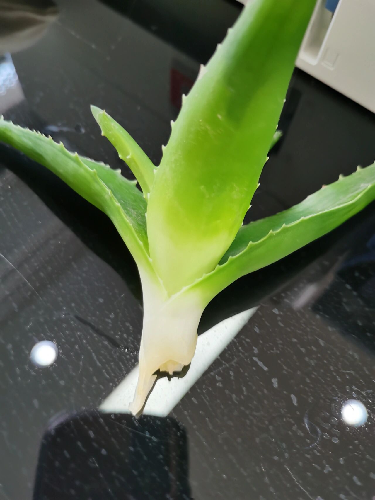 水培芦荟烂根了,有没有方法能复活他