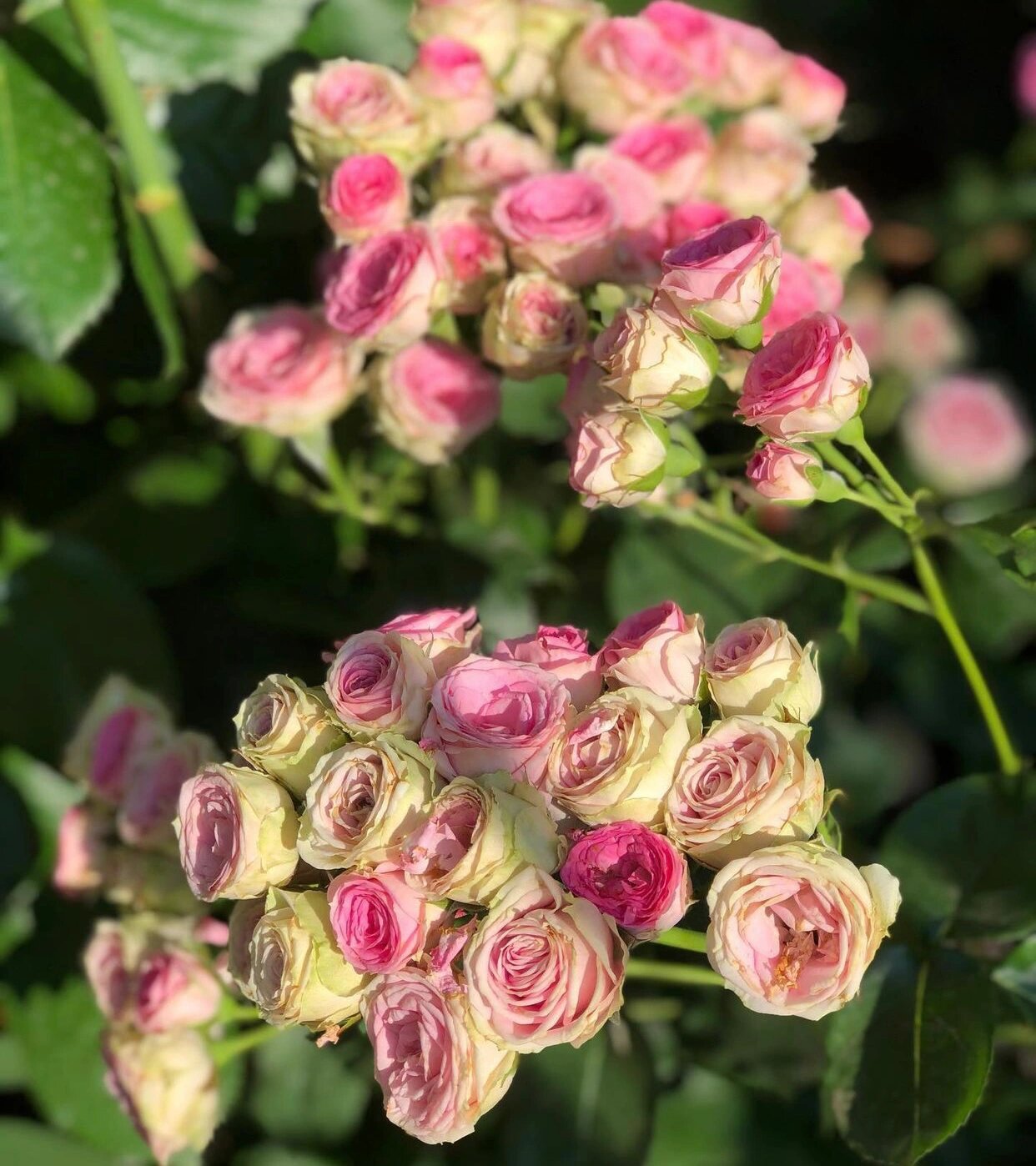 法国月季灌小伊的优缺点分析欢迎补充 灌小伊mini eden rose由alain