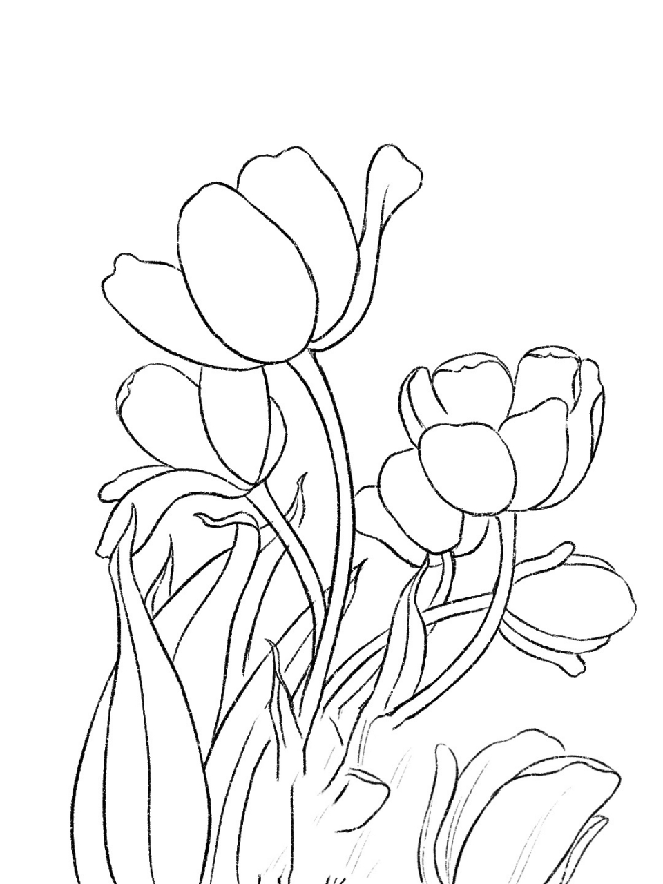 速写|花卉1 今年准备联系一下速写,打卡第一天啦,希望可以坚持下来