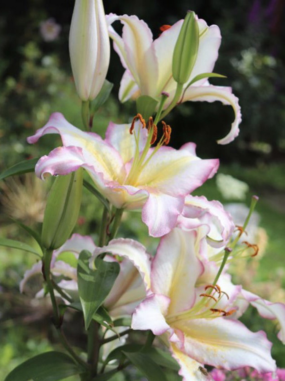 东方百合-樱草山 【中文名】樱草山 【品种名】primrose hill 【别名