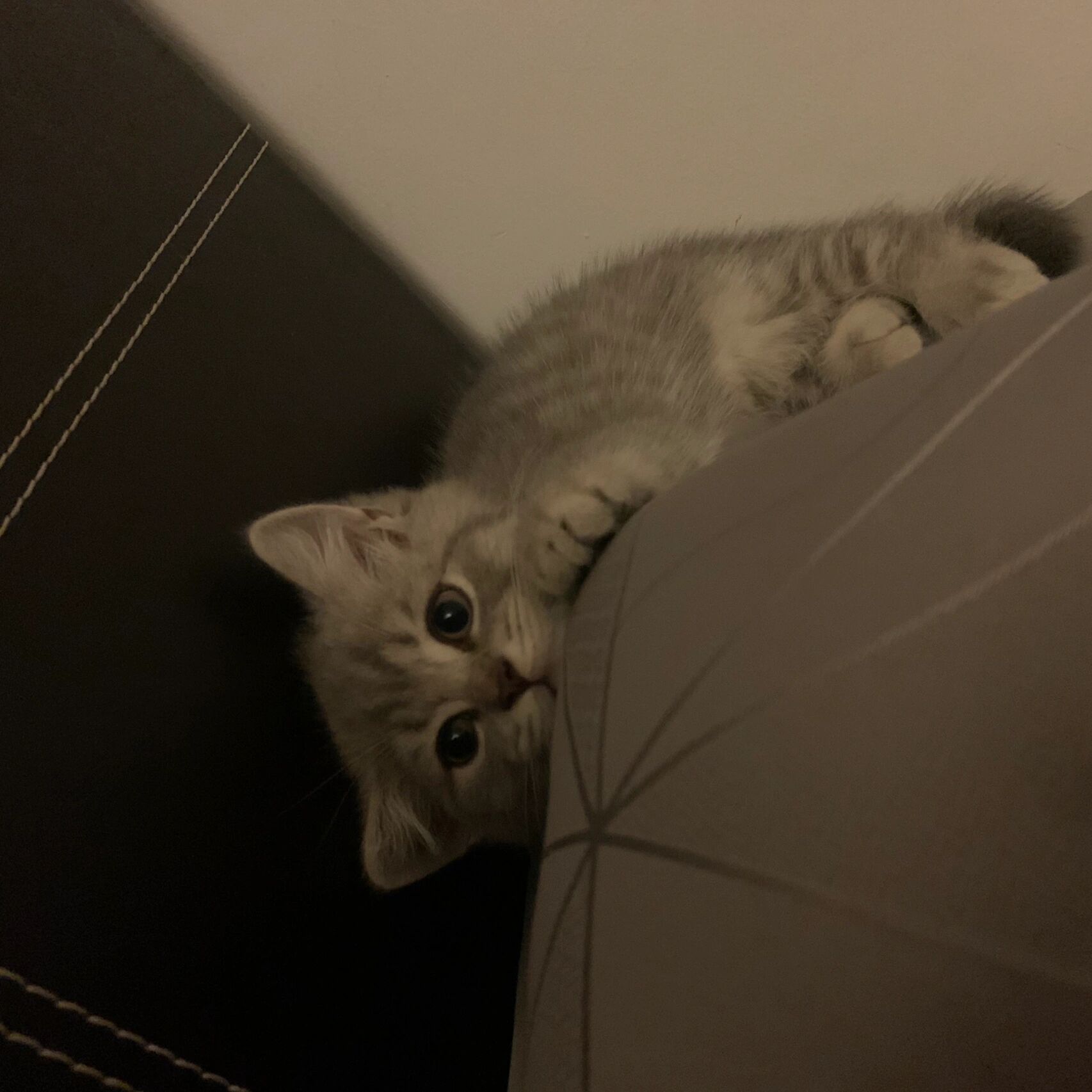 英短蓝虎斑(轻微端午色)