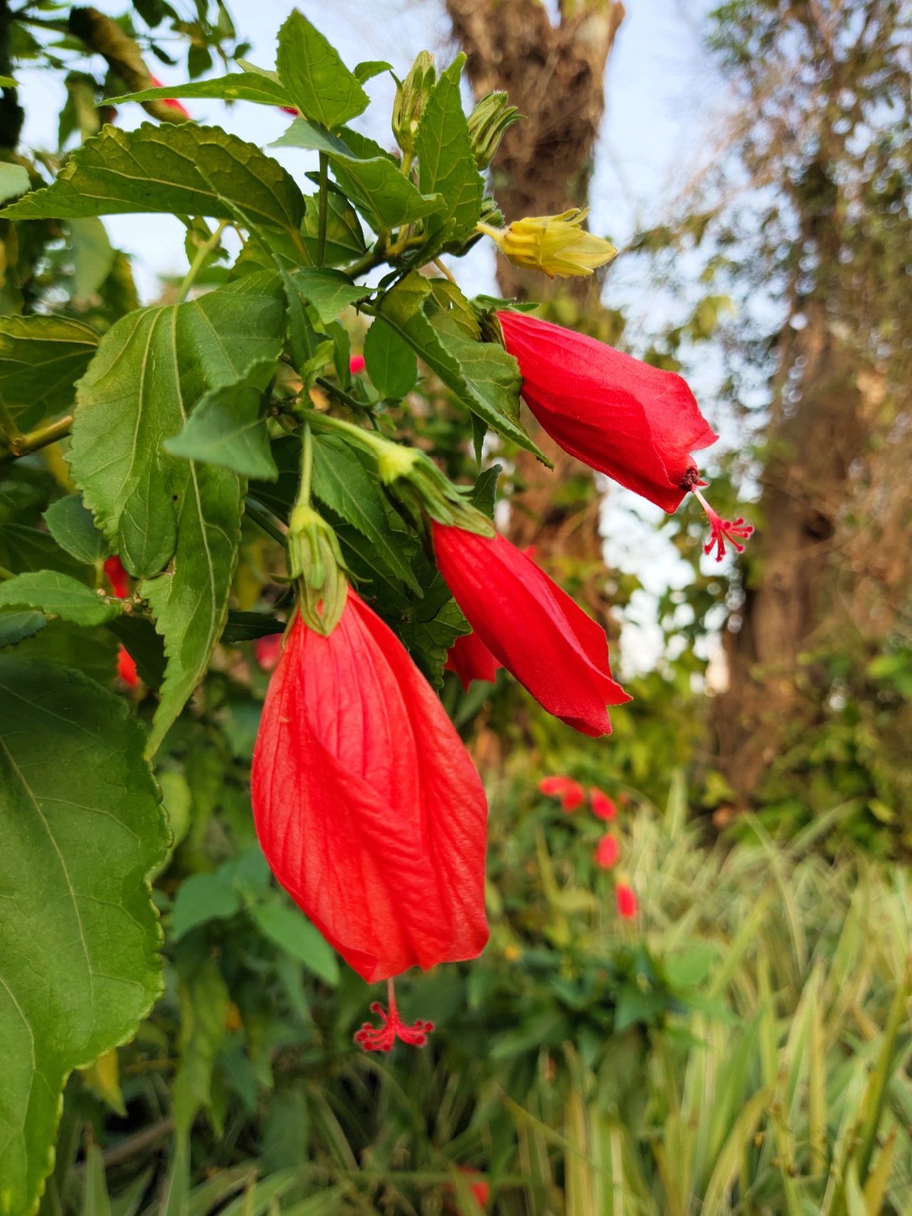 悬铃花花蜜图片