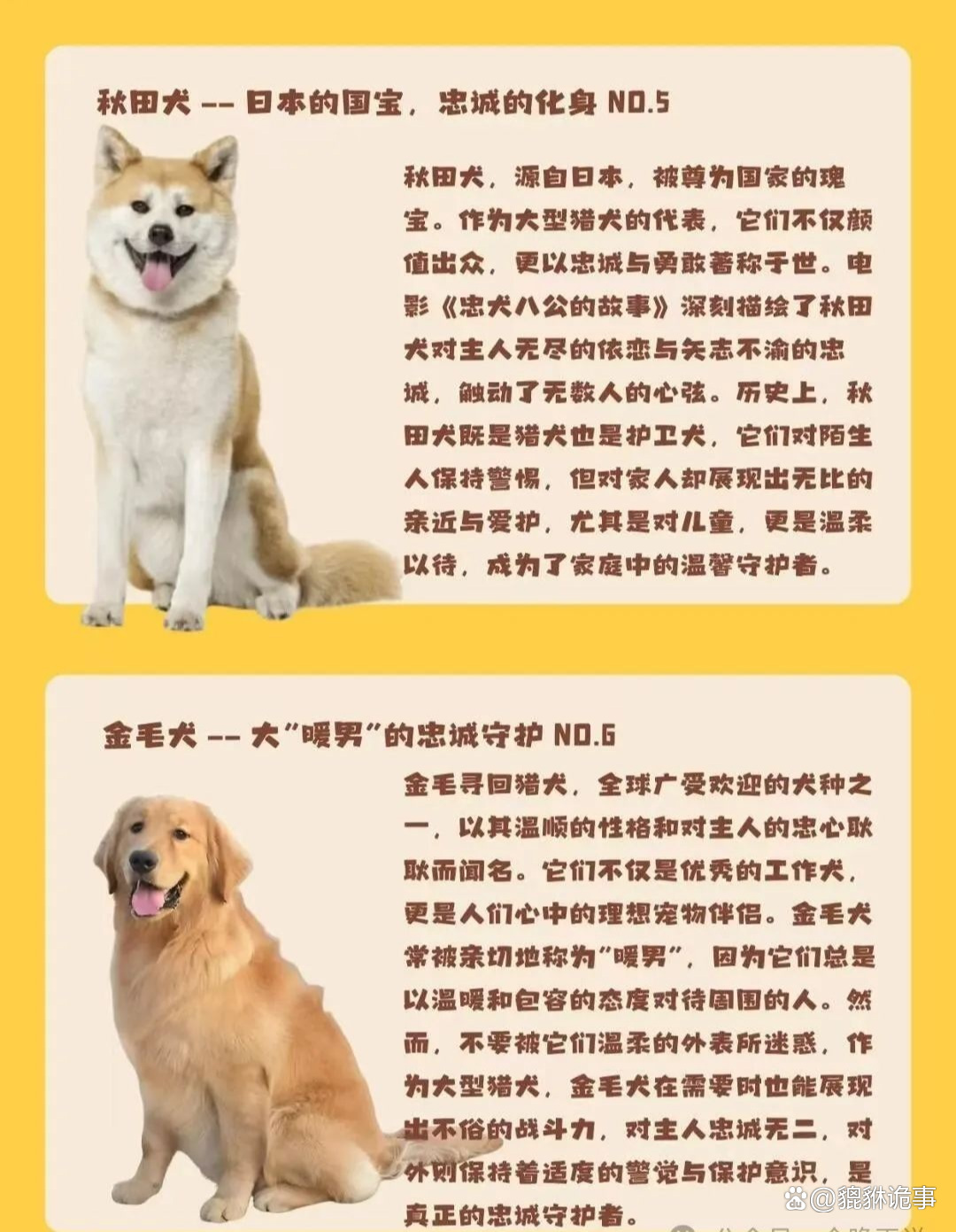 德国牧羊犬罗威纳犬杜宾犬这些犬种都是公认的