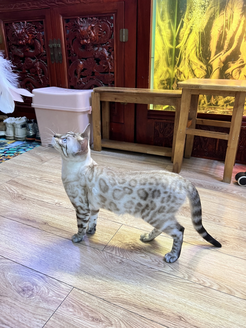 特价一只孟加拉豹猫雪豹 已售!已售!已售!