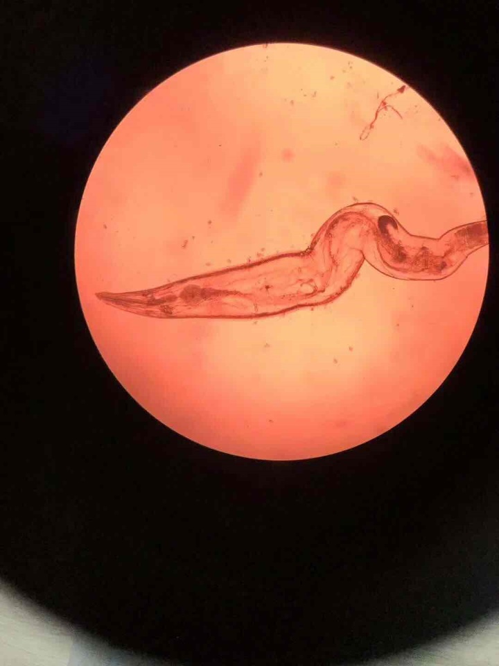 线虫的生活虽然看似简单,却充满了生命的活力和智慧