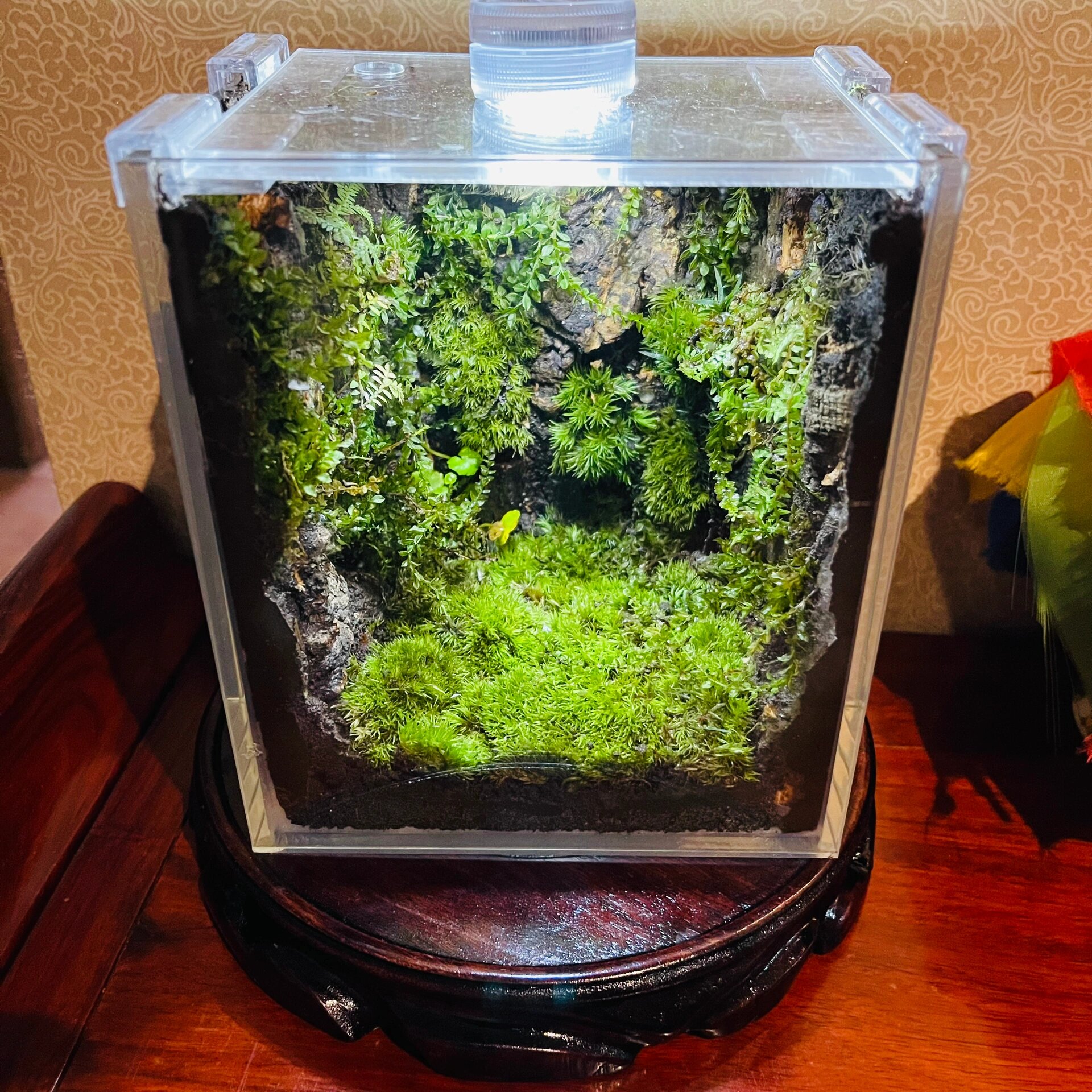 低成本水草缸造景|布置我的小房间鱼缸 有喜欢我放卧室随意打理的水草