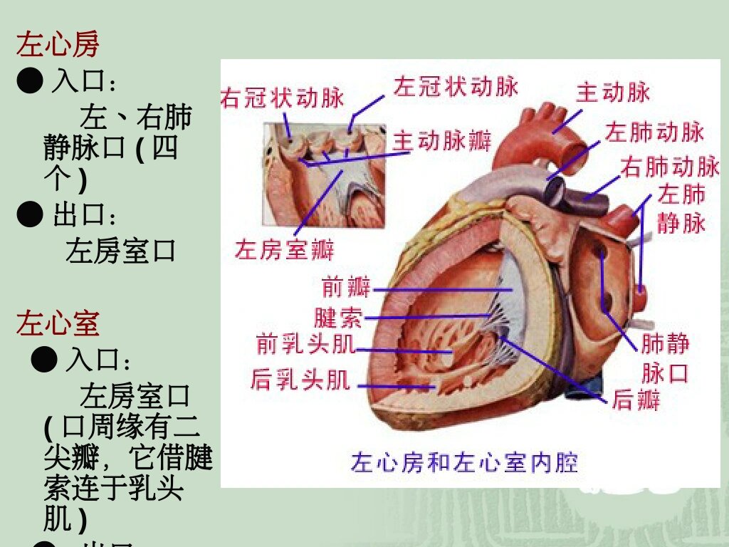 左心房结构图图片