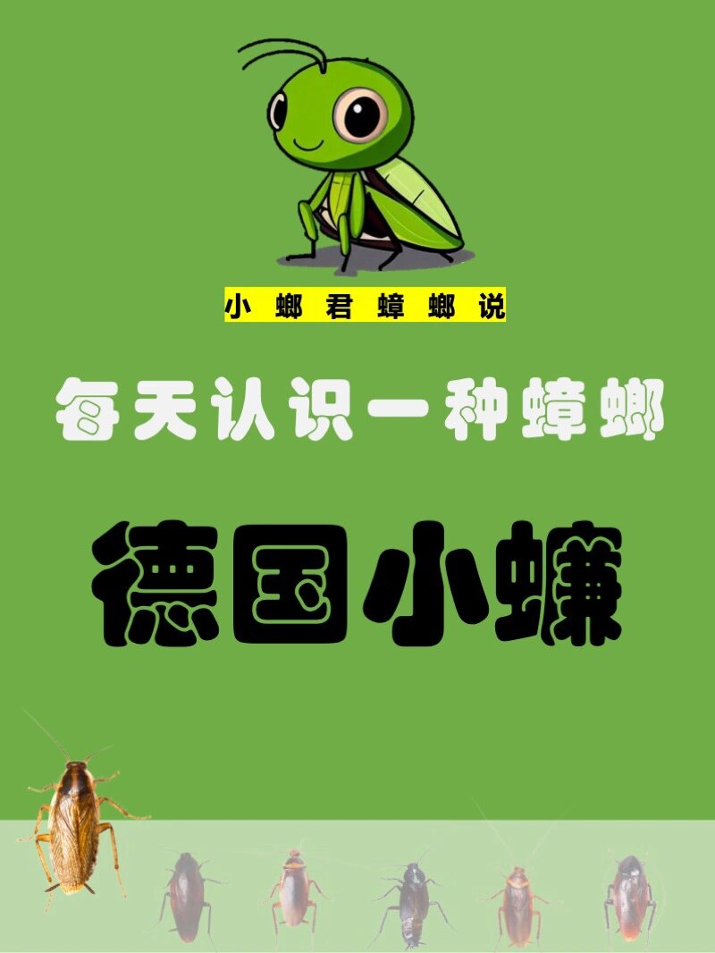 每天认识一种蟑螂|北方蟑螂代表:德国小蠊