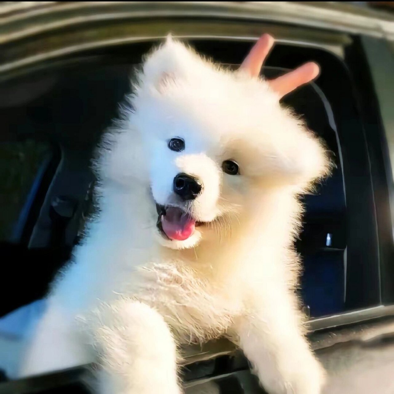 狗狗头像第二弹 图片来源于网络