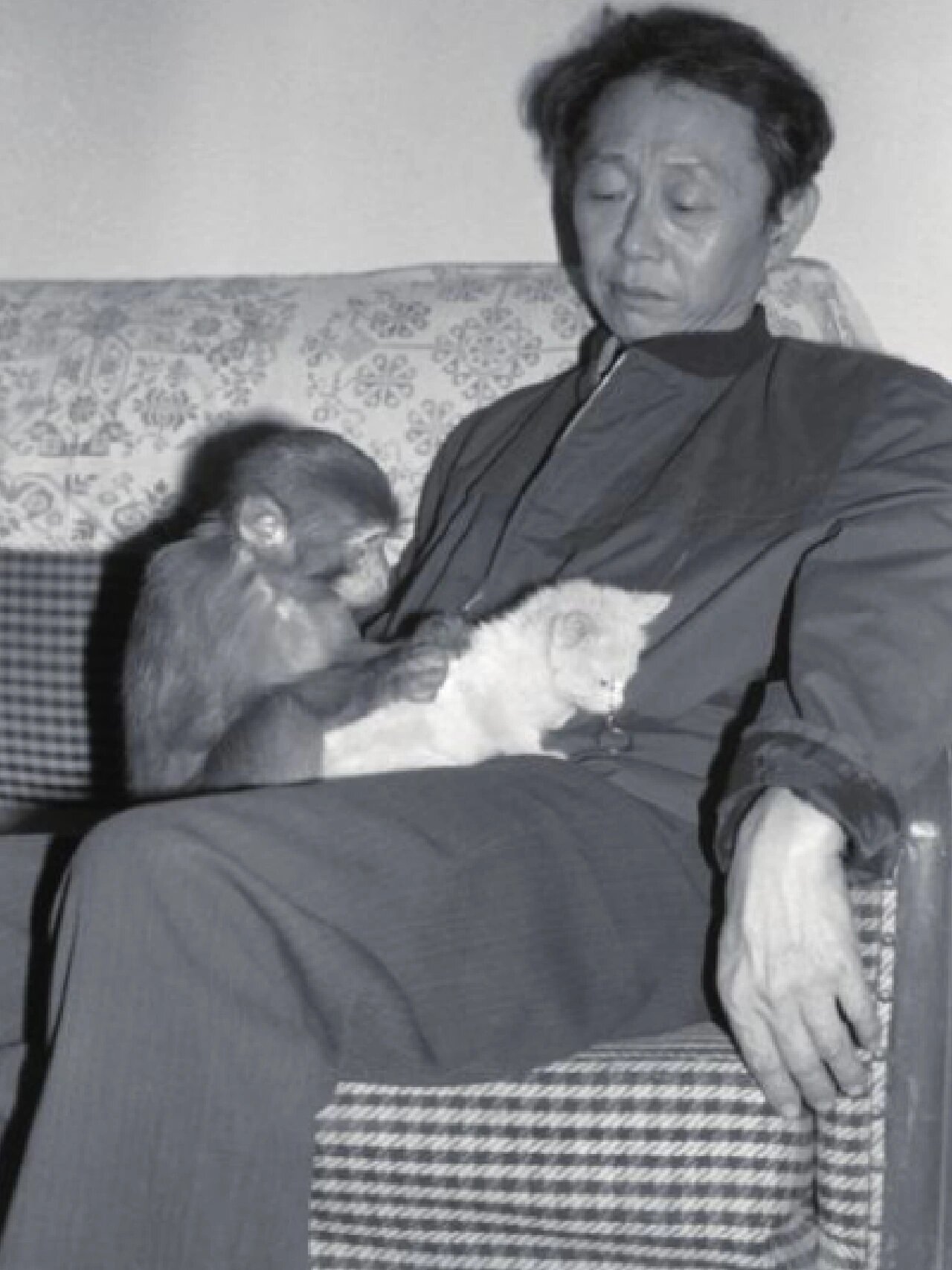 黄永玉画猴票|1980年