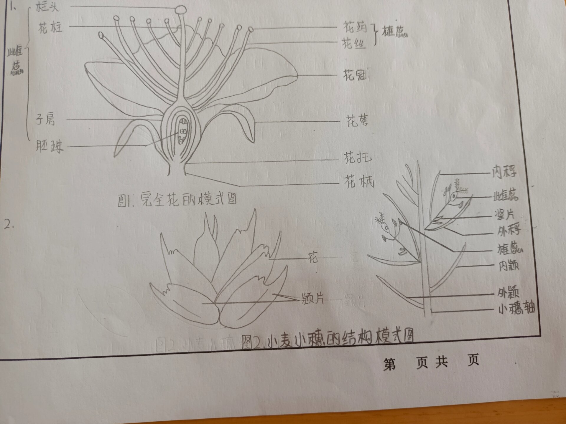 花的形态结构模式图手绘