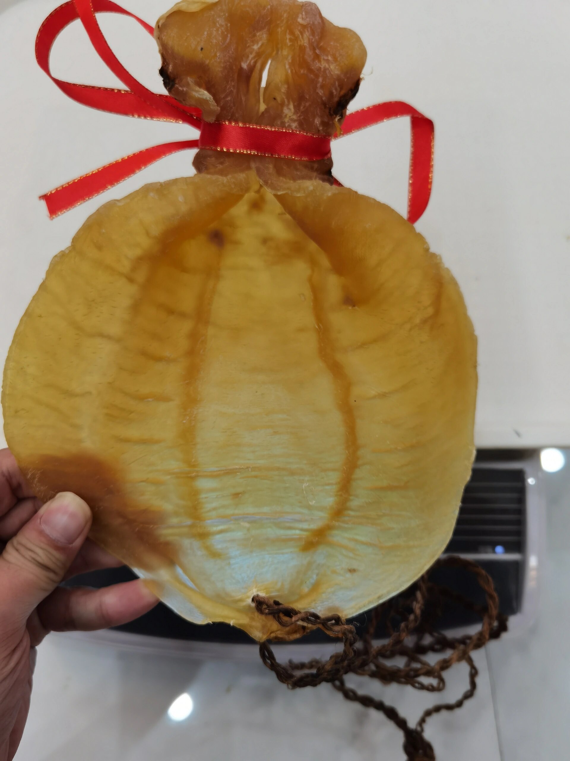 珍藏老石肚鱼胶,买到赚到 底价急出