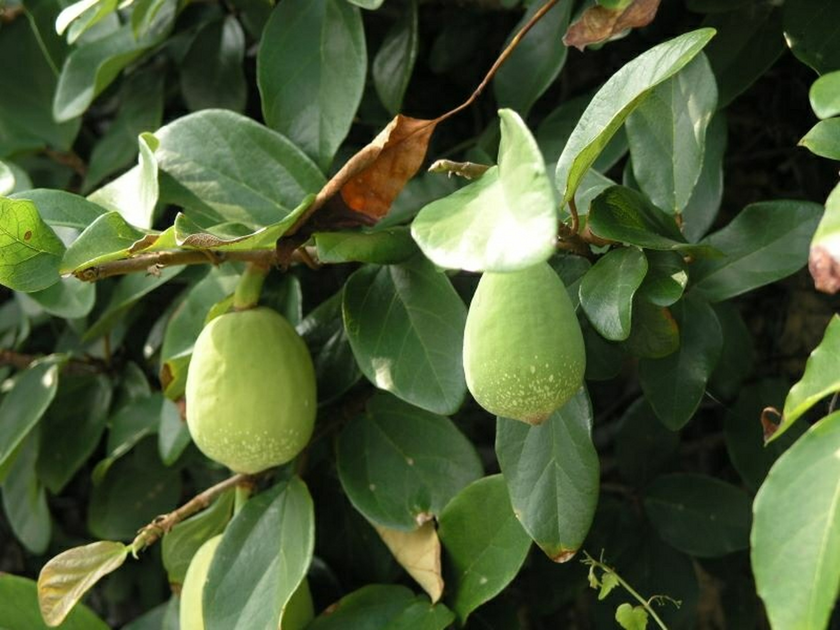 每日认识一种水果‖薜荔果:抗癌抗肿瘤 91薜荔果,别名凉粉子(通称)