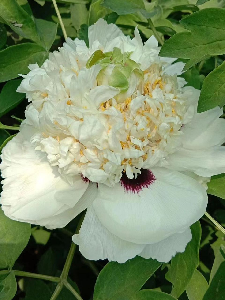 紫斑牡丹佛头青 紫斑牡丹佛头青 传统品种 佛头青:花初开淡黄,盛开转