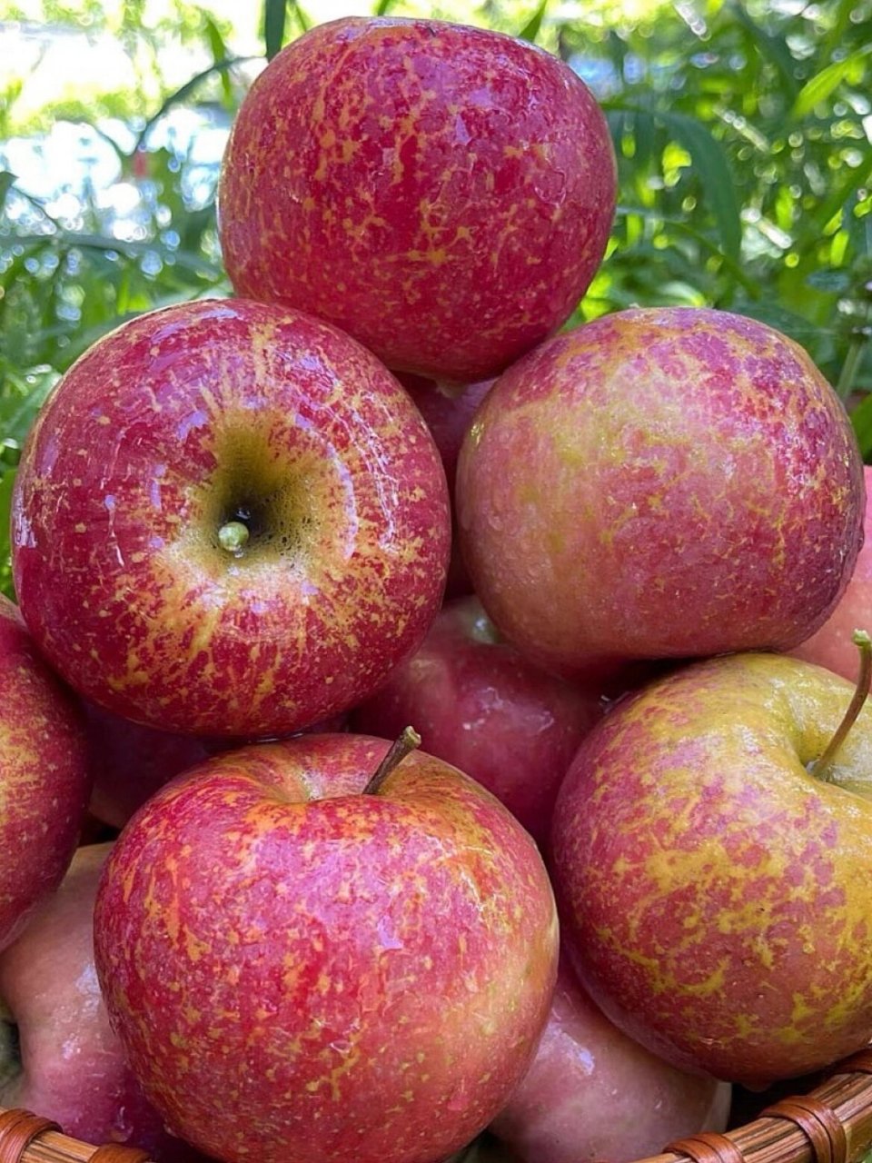 愿你"苹"安幸福,平安一生,硕果累累 经历风霜洗礼,昼夜温差的昭通苹果