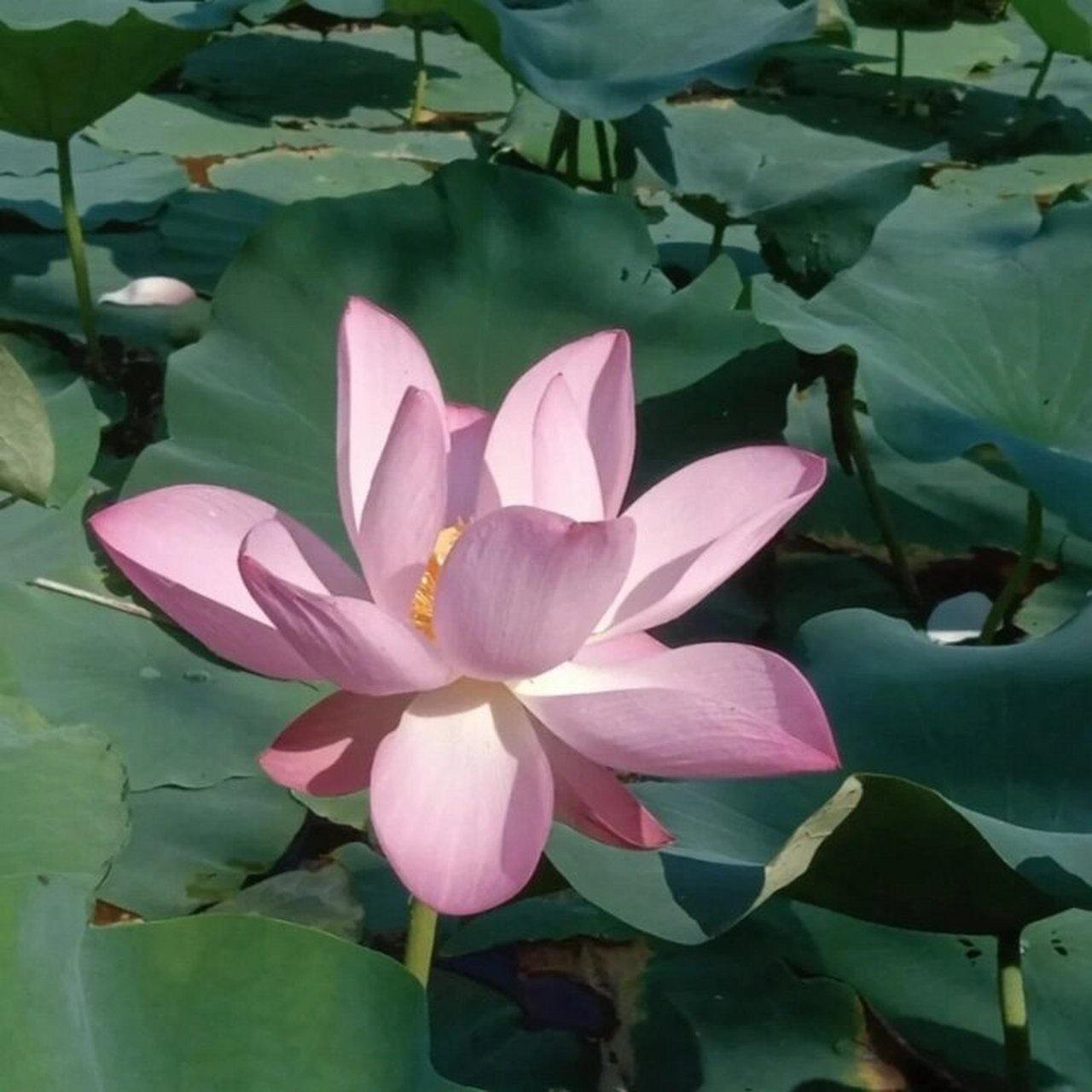 荷花头像来啦 夏天的风带着荷花翩翩起舞.