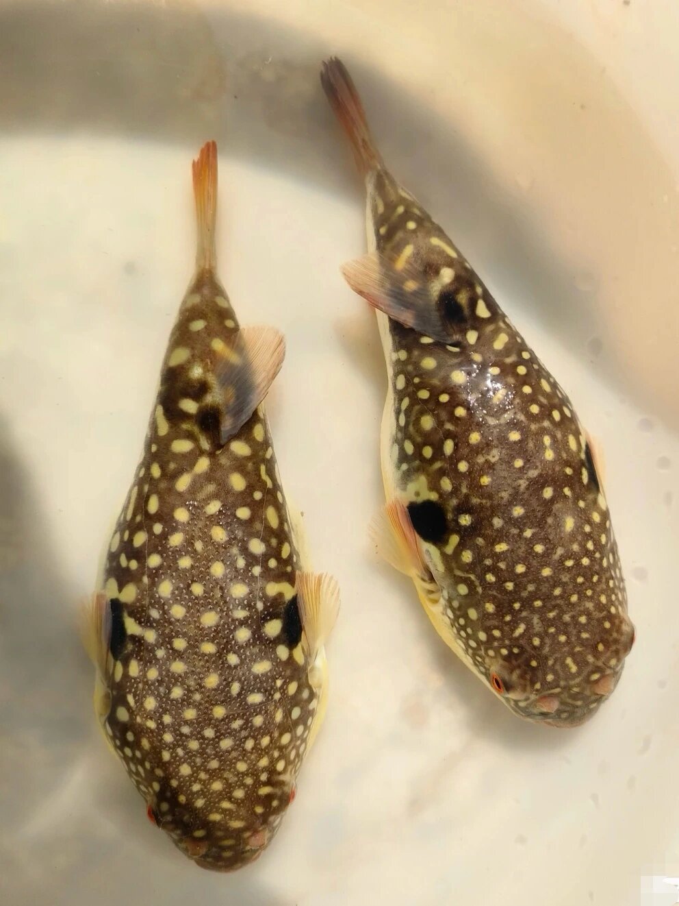 原来河豚还分这么多品种