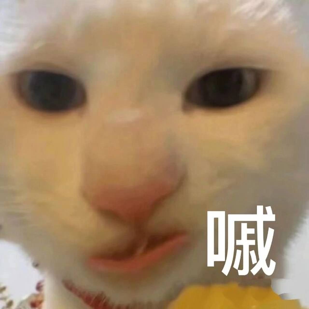 贱兮兮表情包|吃玉米猫