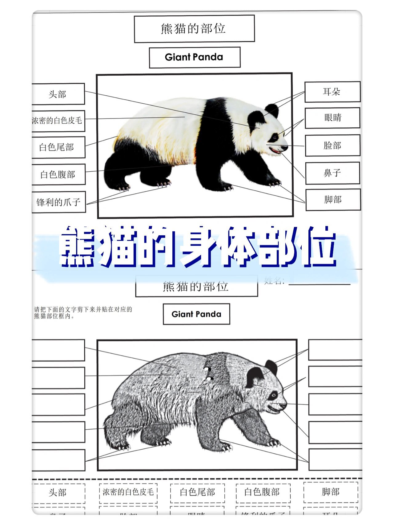 熊猫的身体部位
