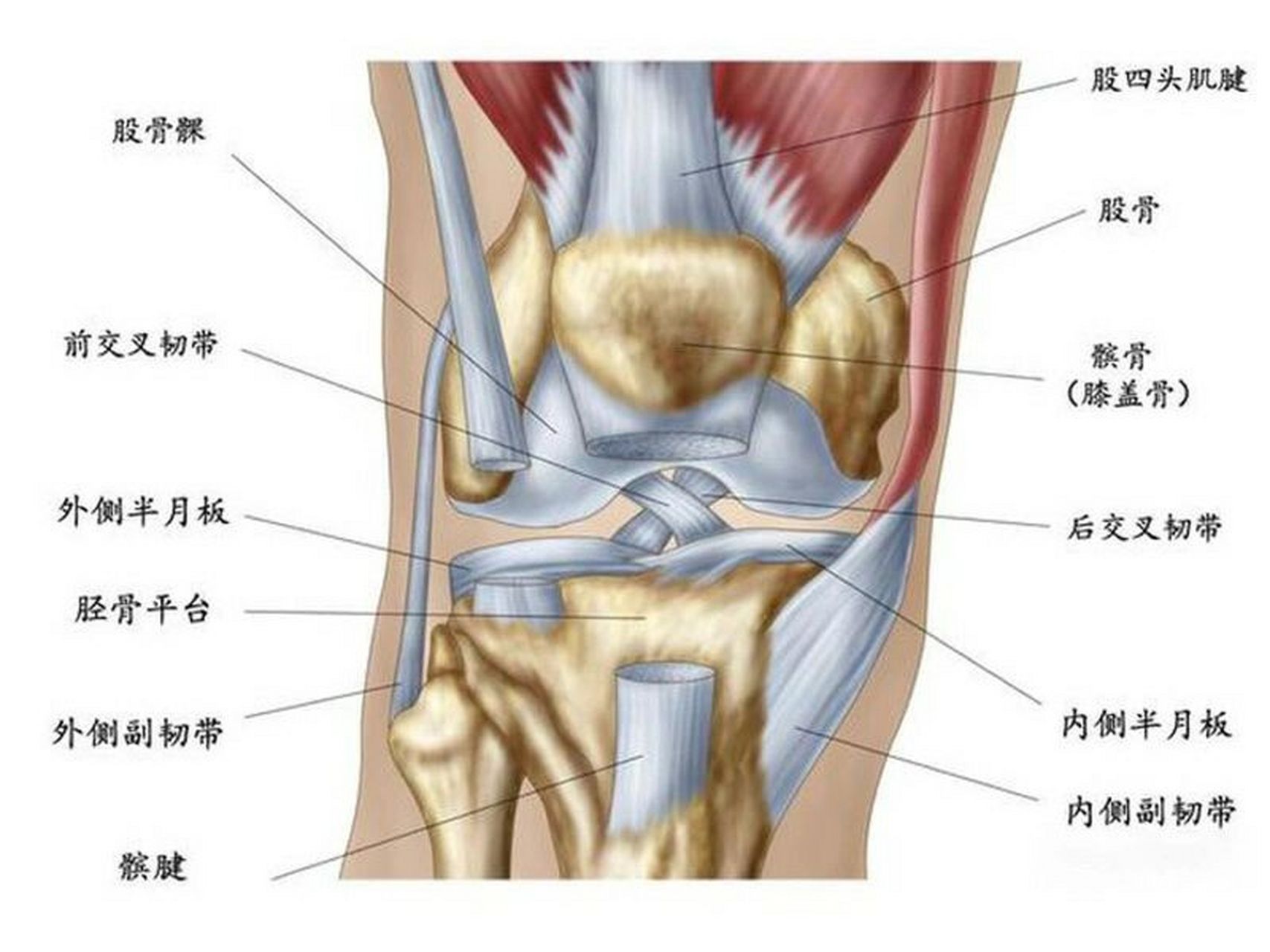 膝盖各个部位名称图解图片