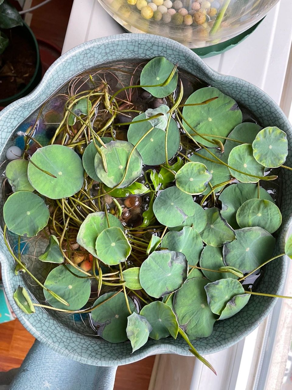 为什么碗莲叶子发黑