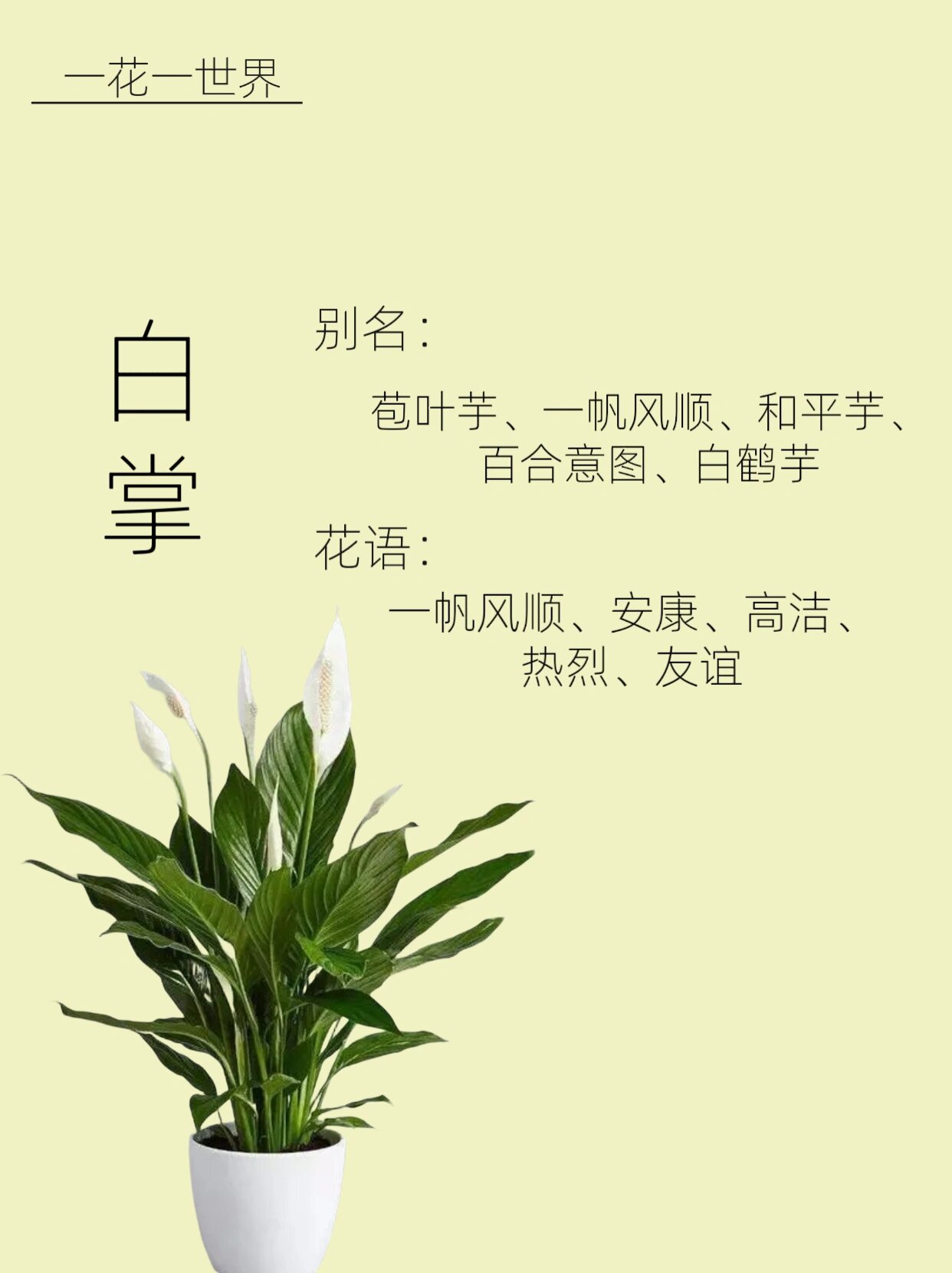 白鹤芋花语图片