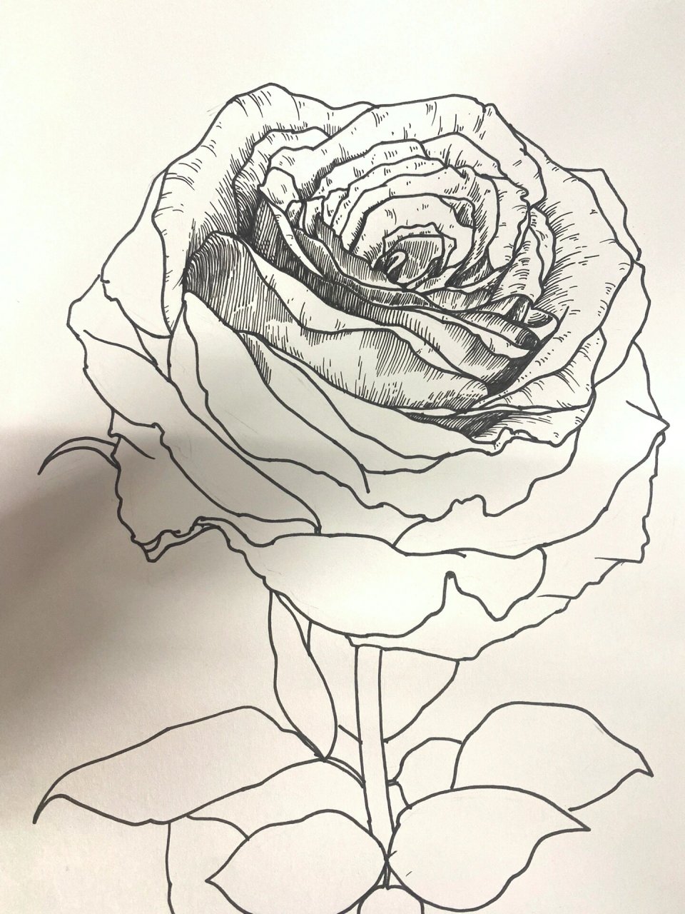 黑白画花卉(36张)/玫瑰花 附过程图,禁止商用,临摹请标明出处 材料