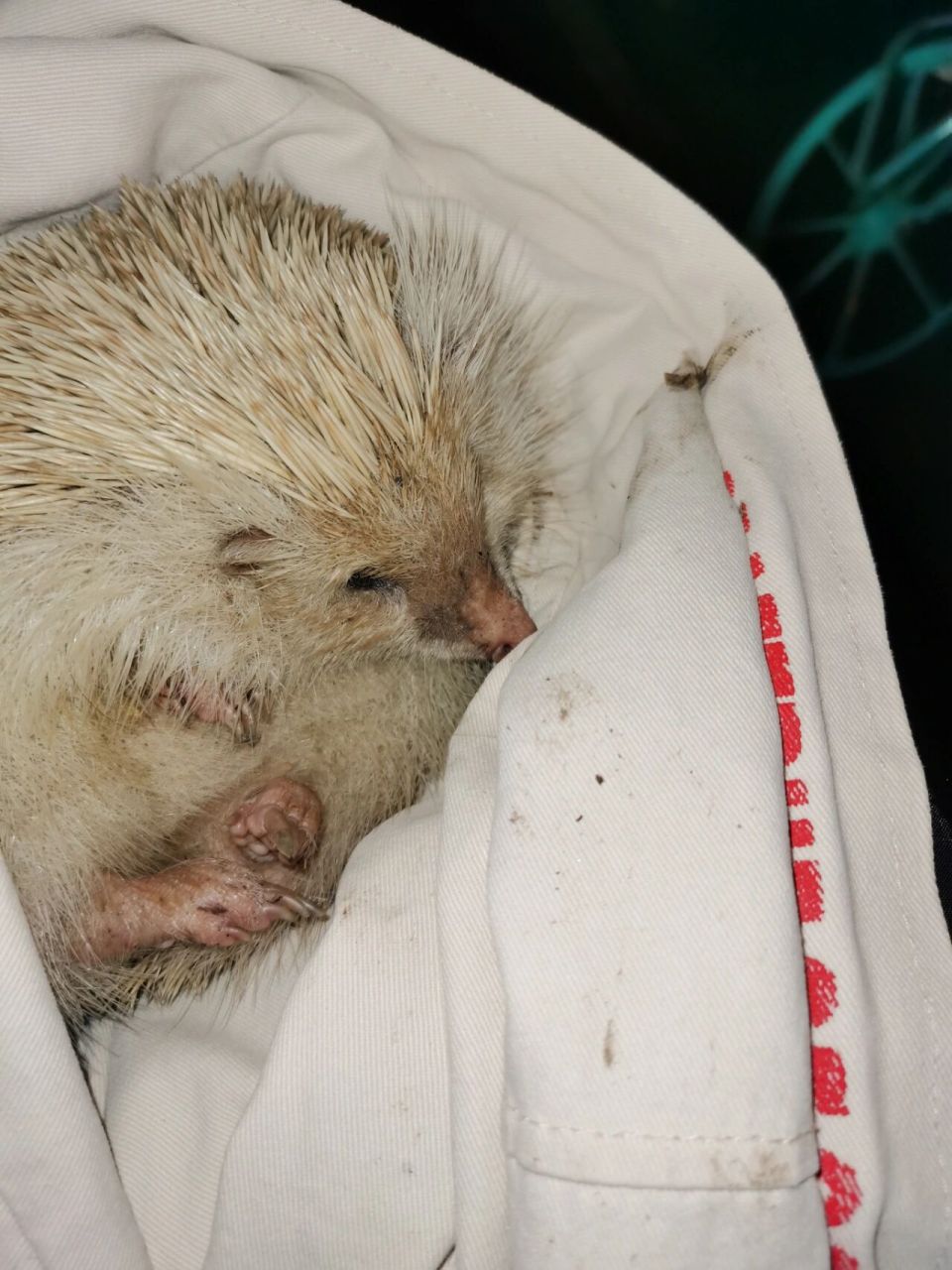 捡到一只小刺猬,想抱回家养,但不知道是野生的还是宠物刺猬,广大网友