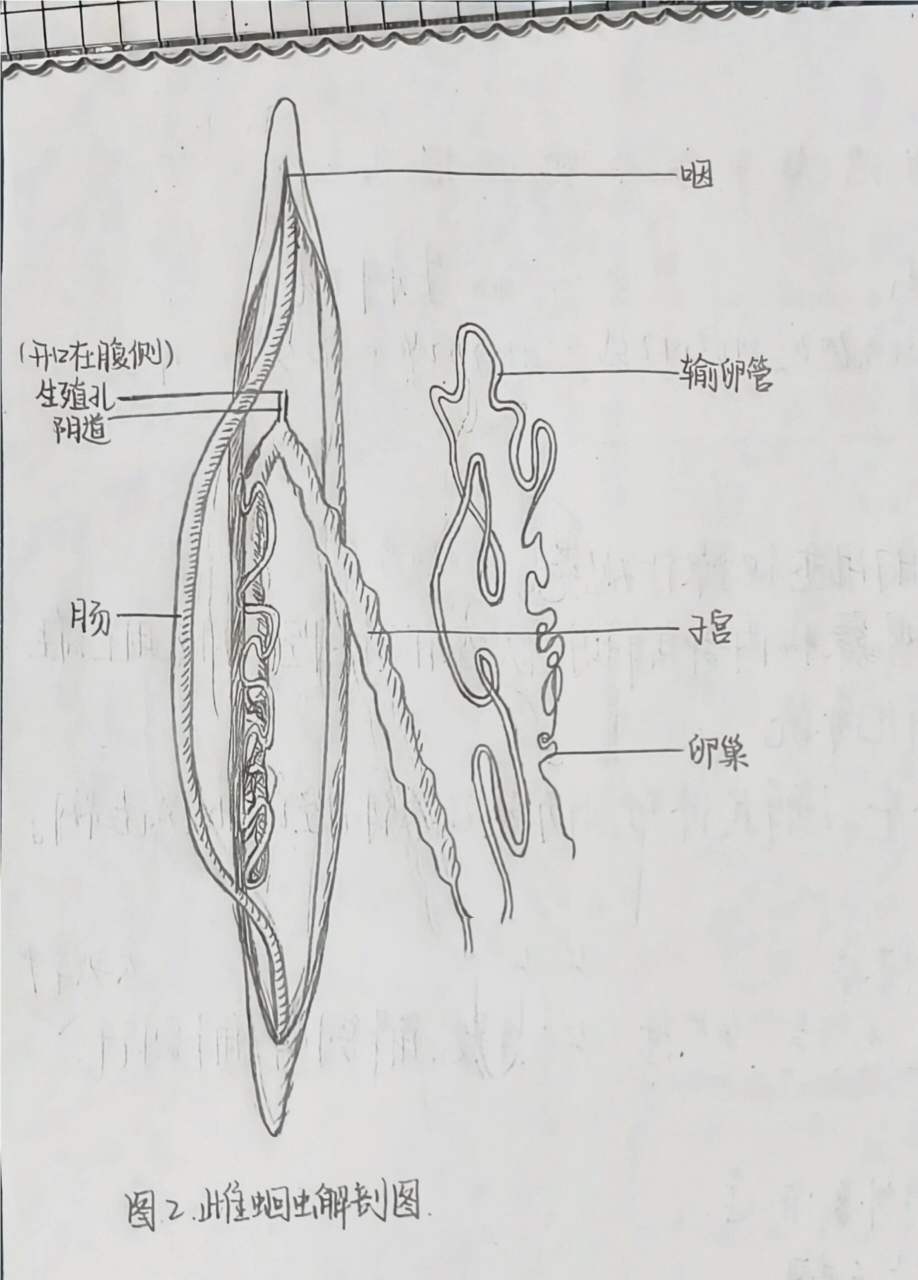 蛔虫的结构简图图片