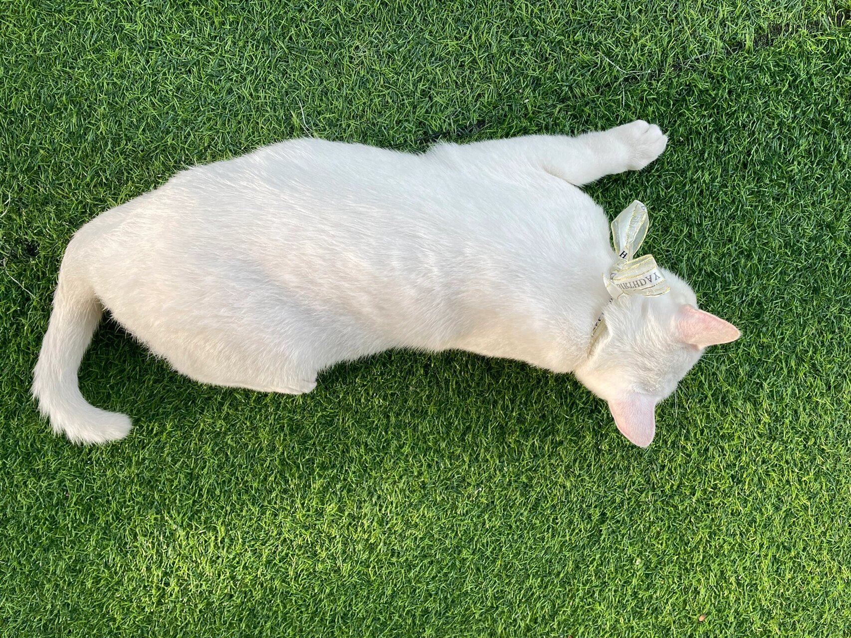 猫和老鼠里面那只美丽的白猫 猫咪名字叫小米渣 品种:中国的狸猫(只是