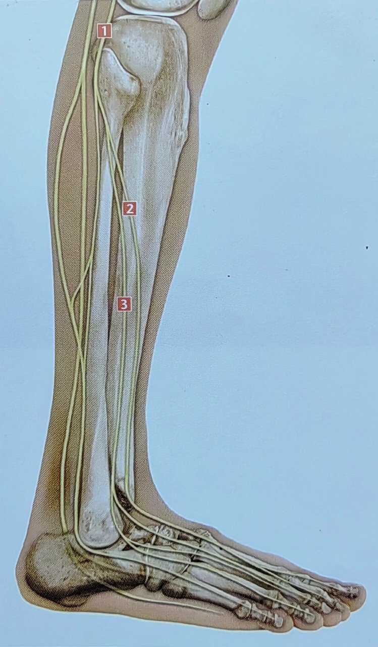 腓总神经,腓深 浅神经 坐骨神经中 构成腓总神经部分 发出运动分支