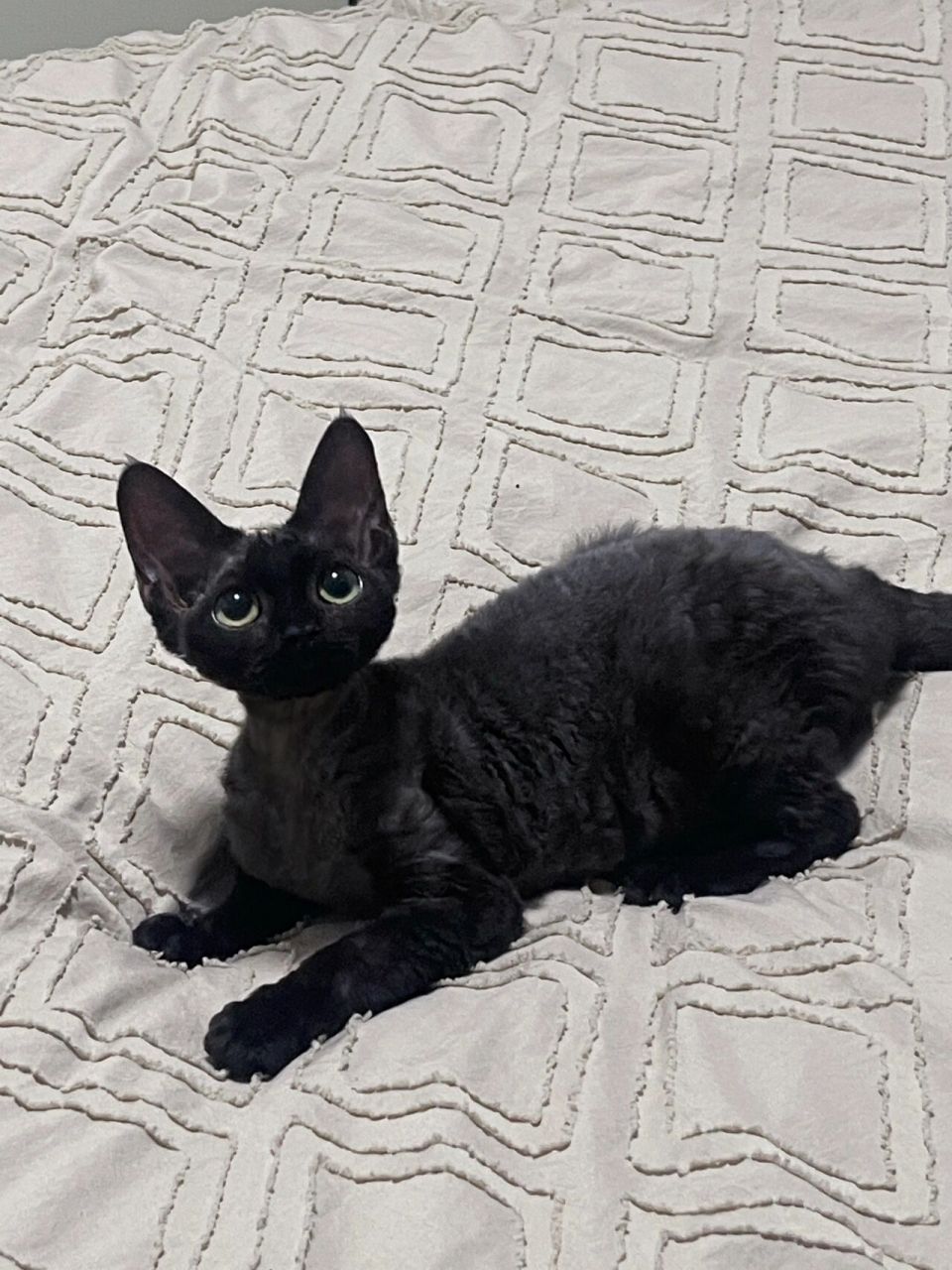 有新家丨可蹲同款丨纯黑德文卷毛猫 德文卷毛猫妹妹,好多人说像无牙仔