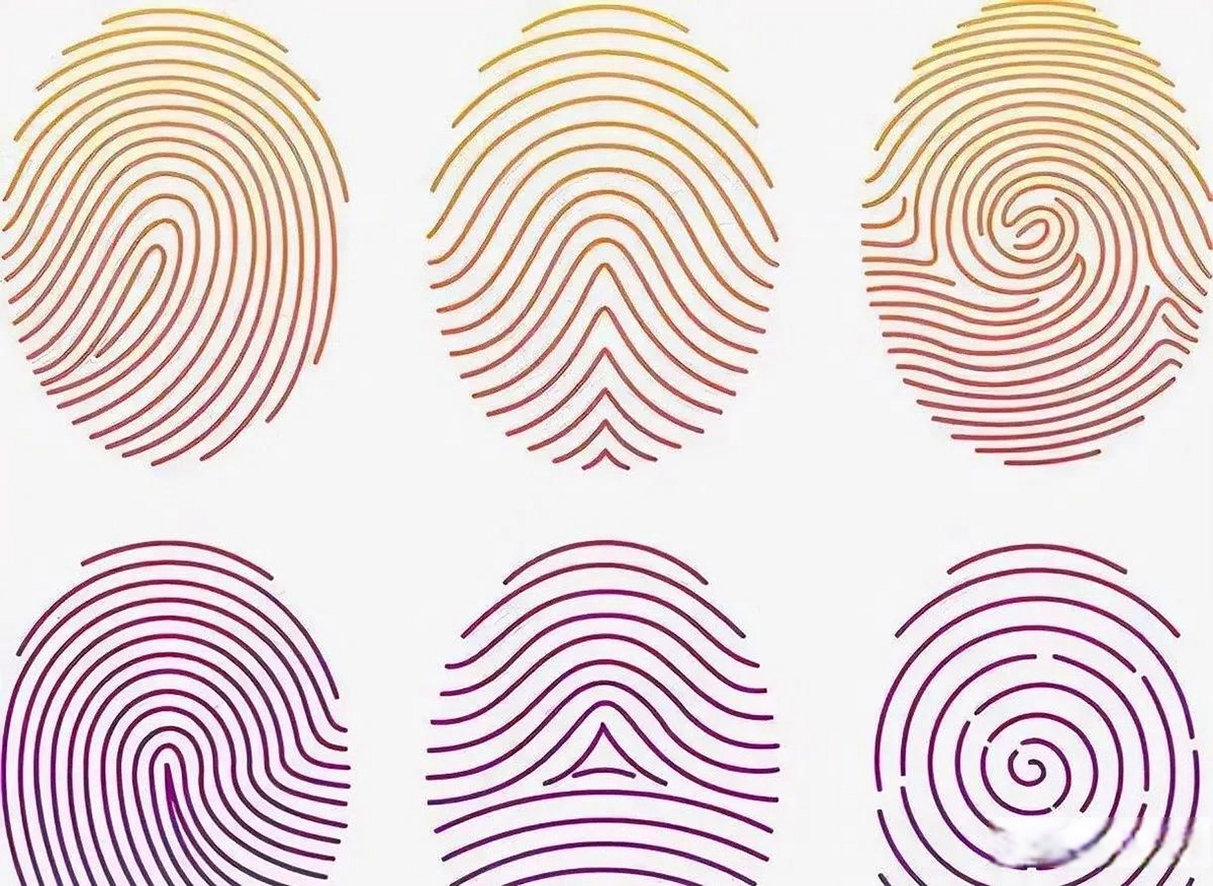 伸出手指瞧瞧指纹,对照一下:我说我怎么每天都这么干活不累,原来长了