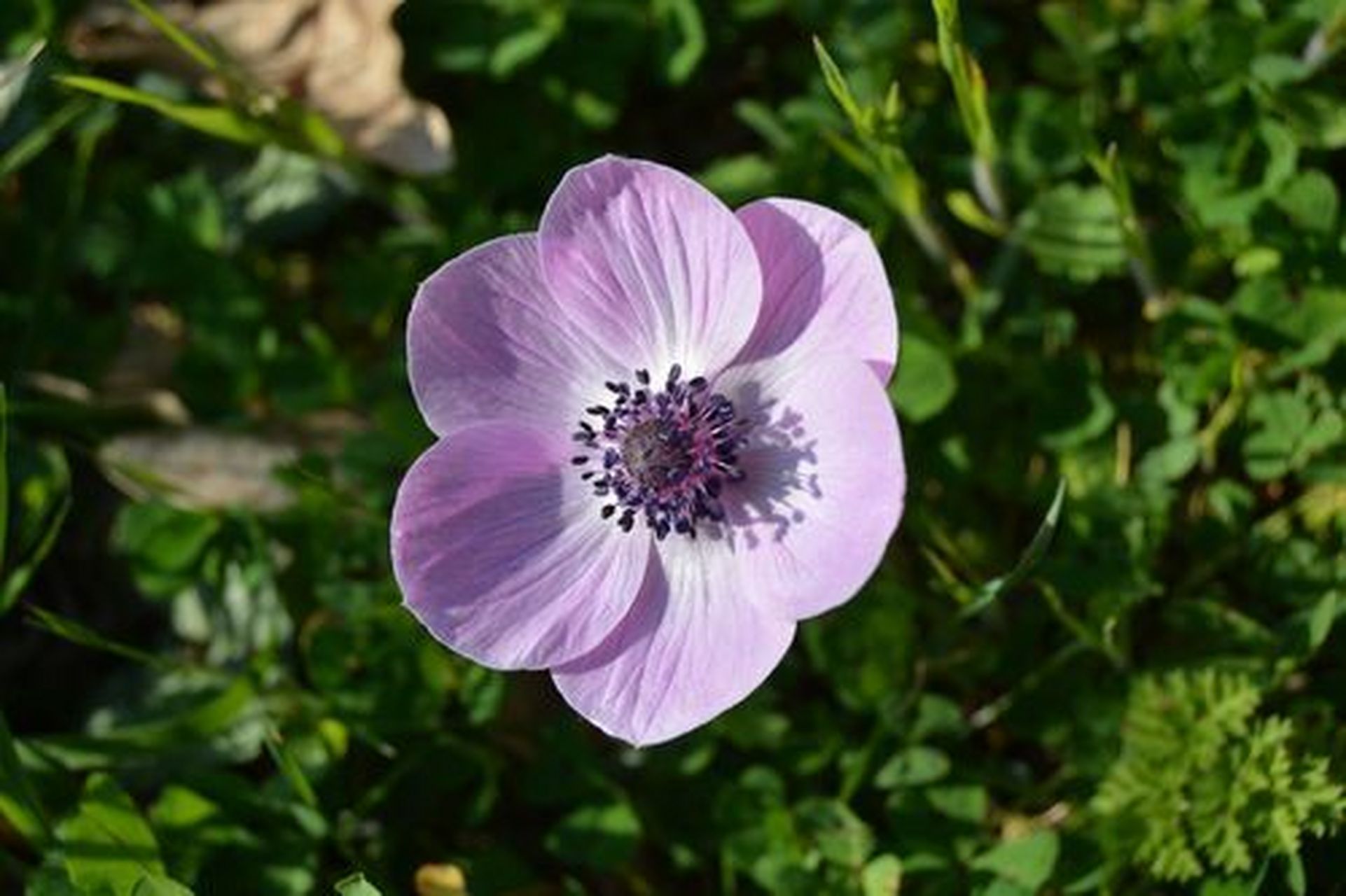 日本银莲花花语图片