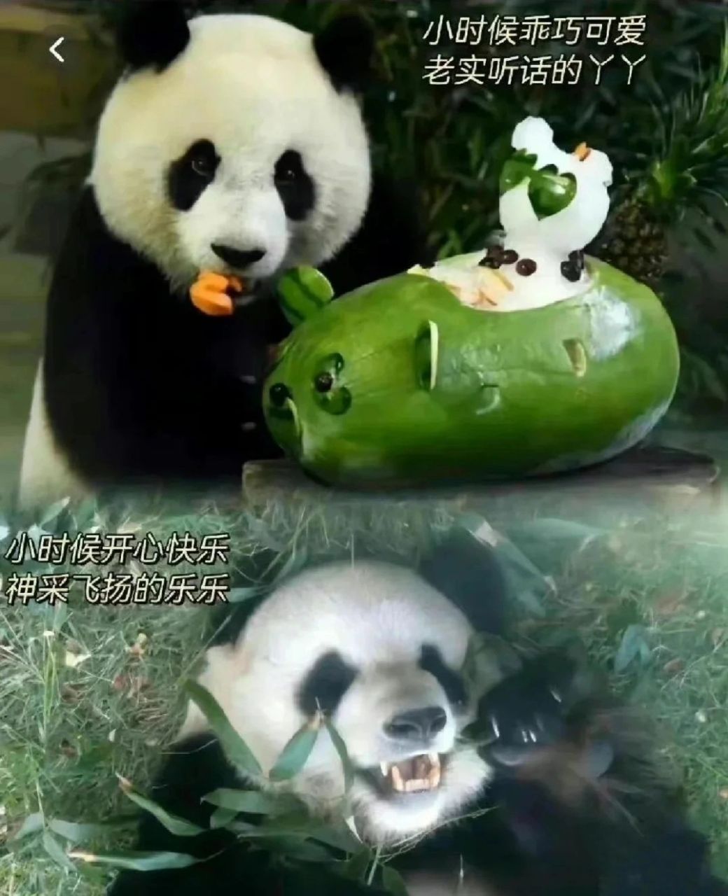 丫丫和乐乐小时候国宝大熊猫 丫丫和乐乐小时候国宝大熊猫